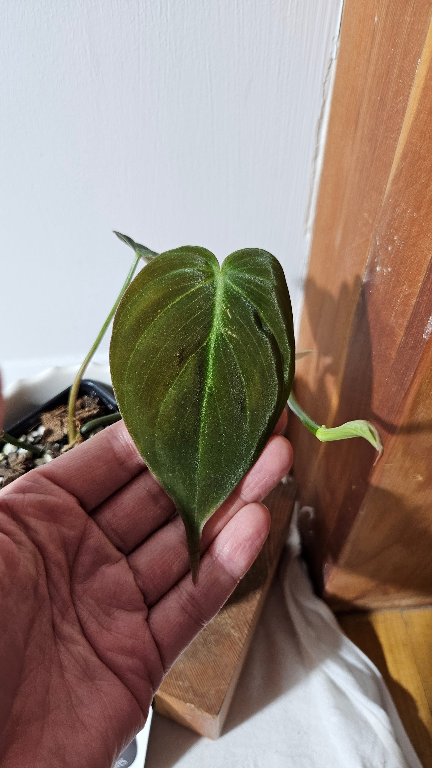 Philodendron Mican Var. REVERT (PHI-845)