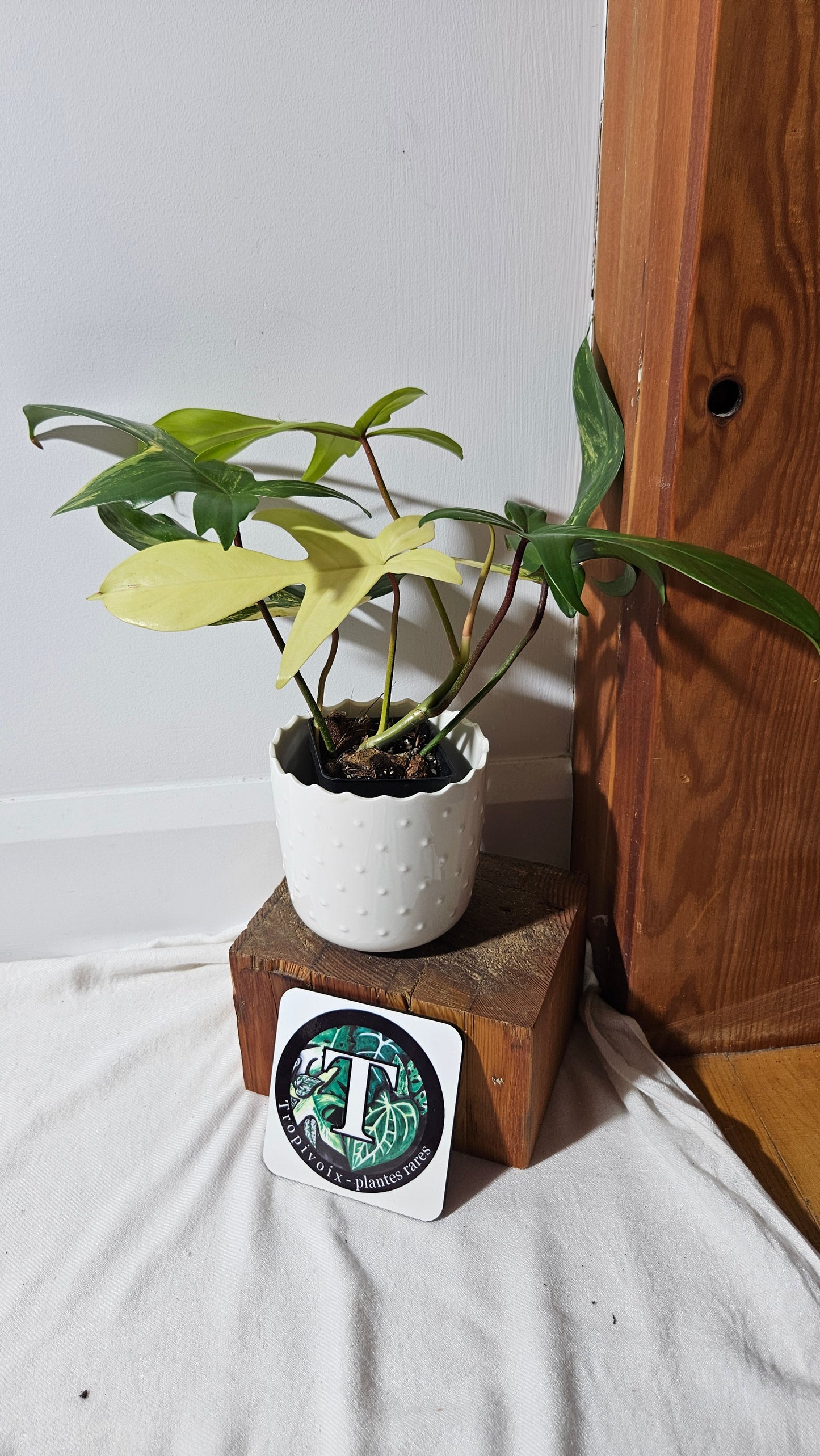 Philodendron Florida Beauty (PHI-816)
