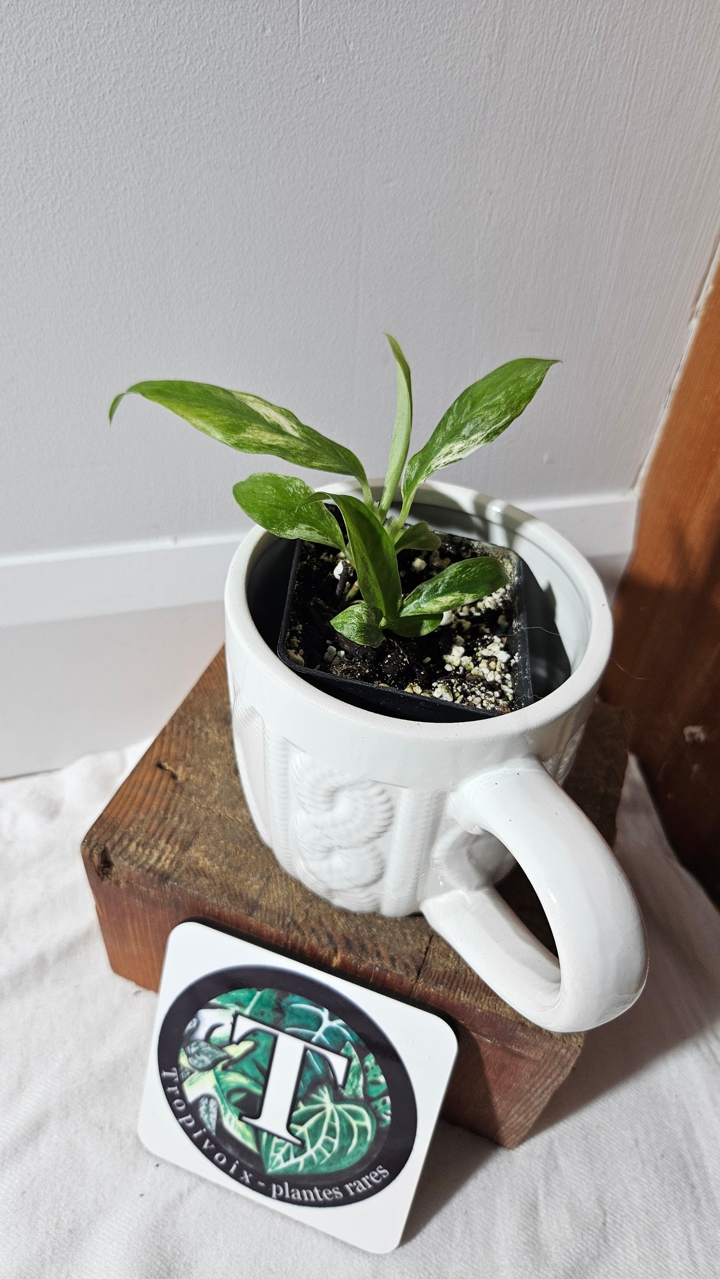 Rhaphidophora Puberula Variegata (AUT-080)
