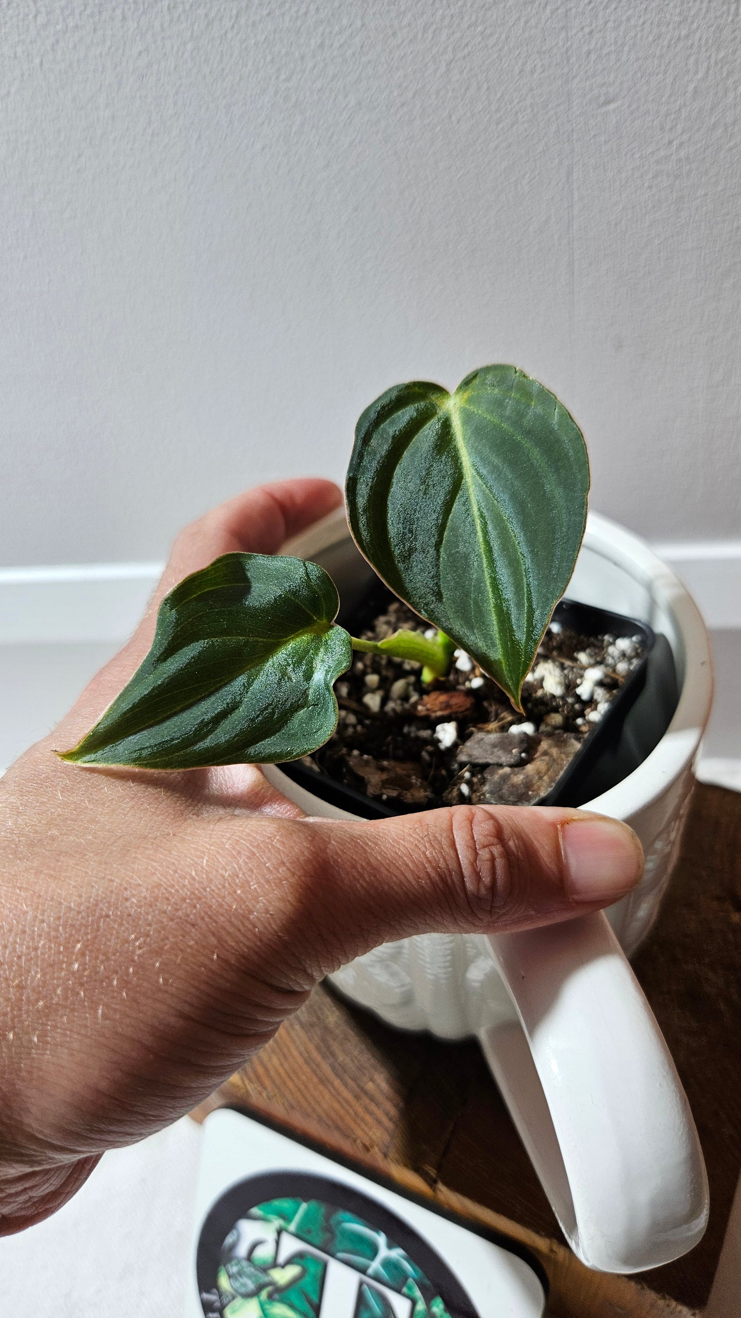 Philodendron Glorious (PHI-904)