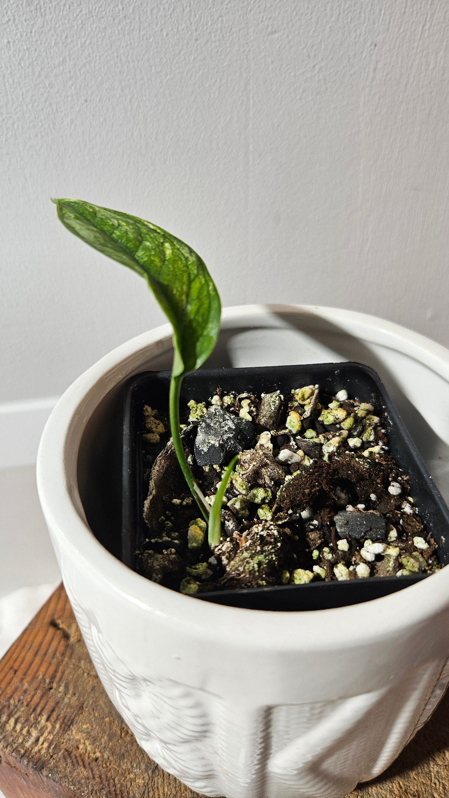 Epipremnum SP Bali Hanoman Variegata (EPI-223)