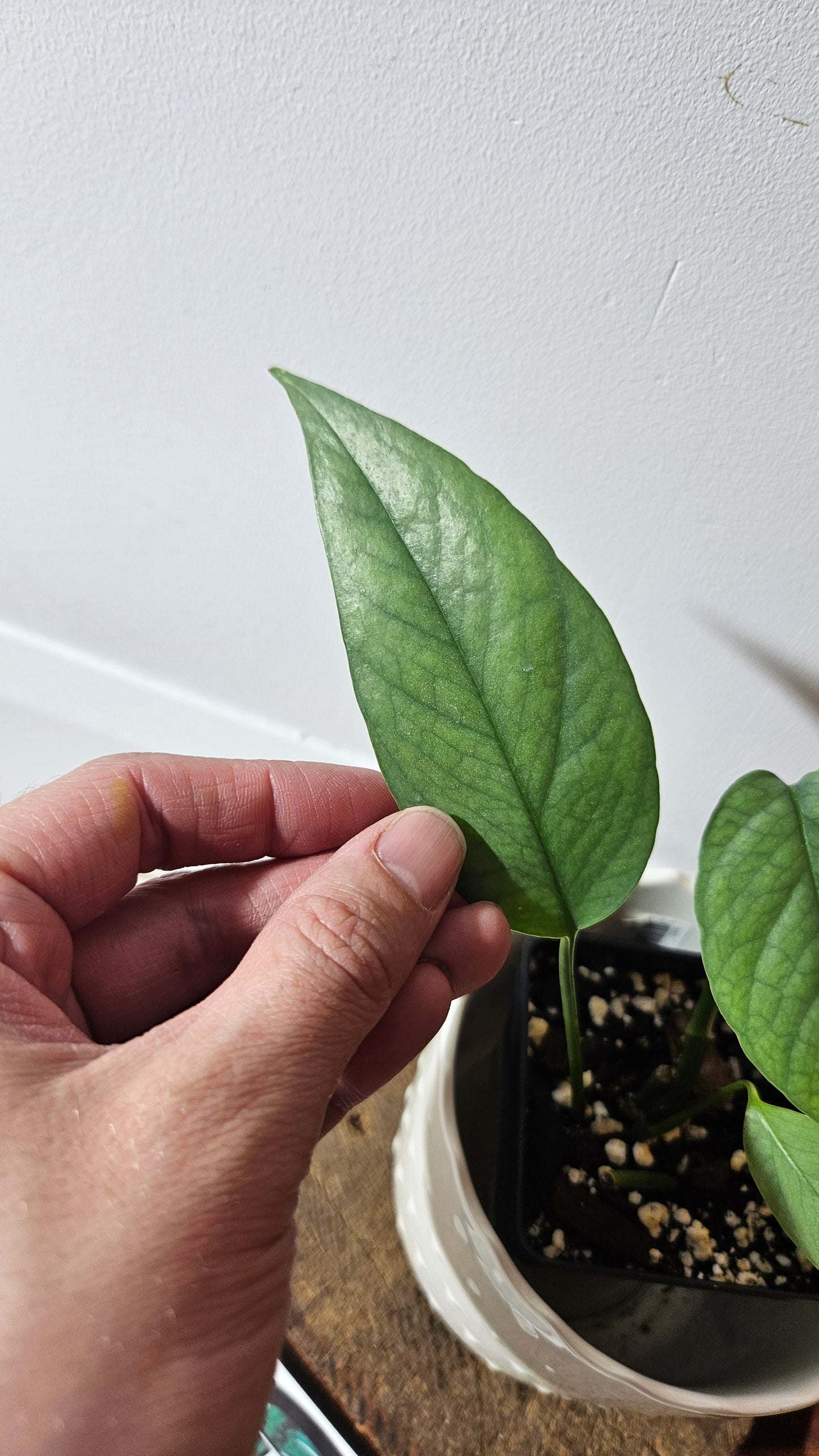 Epipremnum Cebu blue (EPI-206)