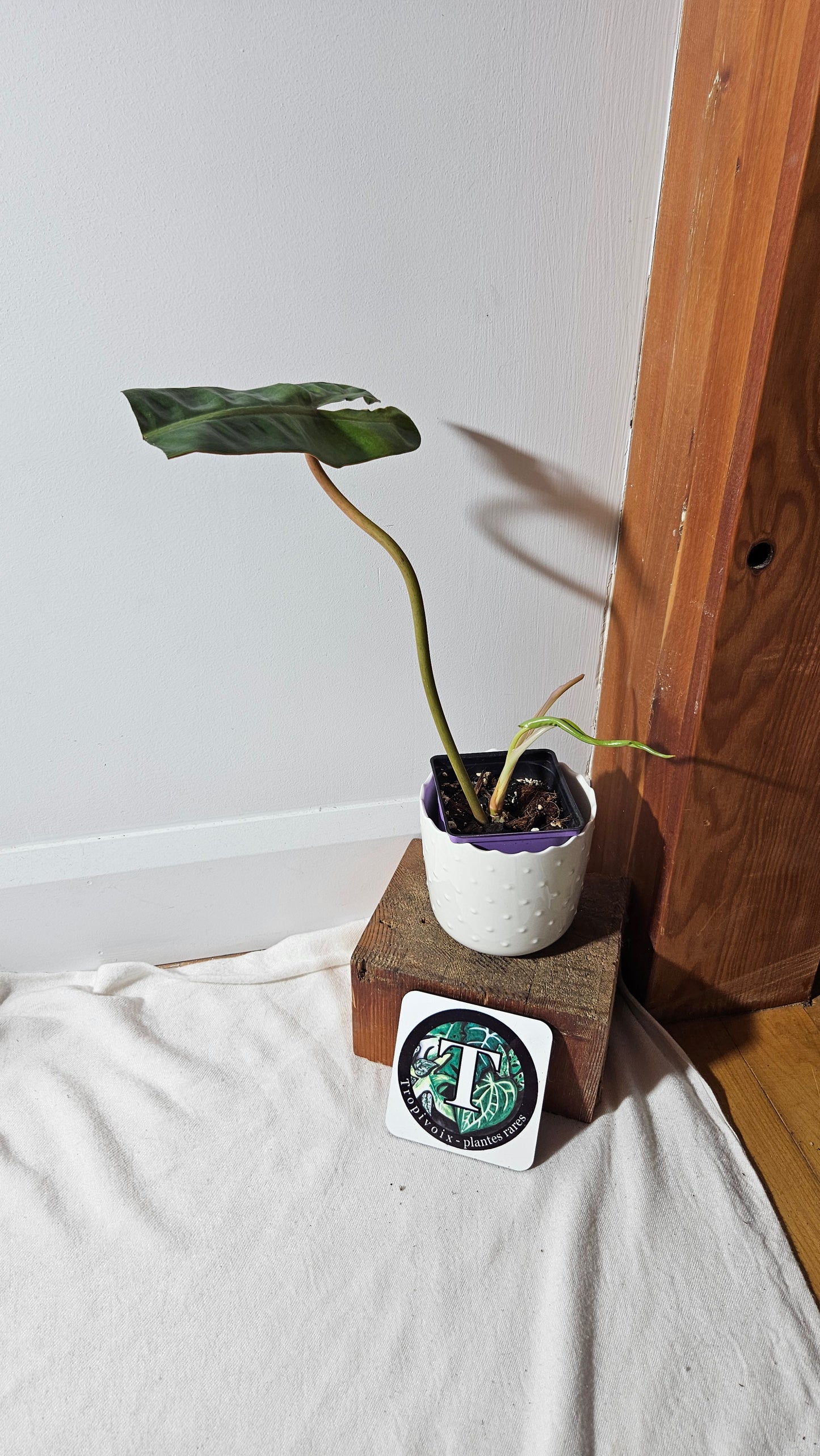 Philodendron Billietiae (PHI-403)