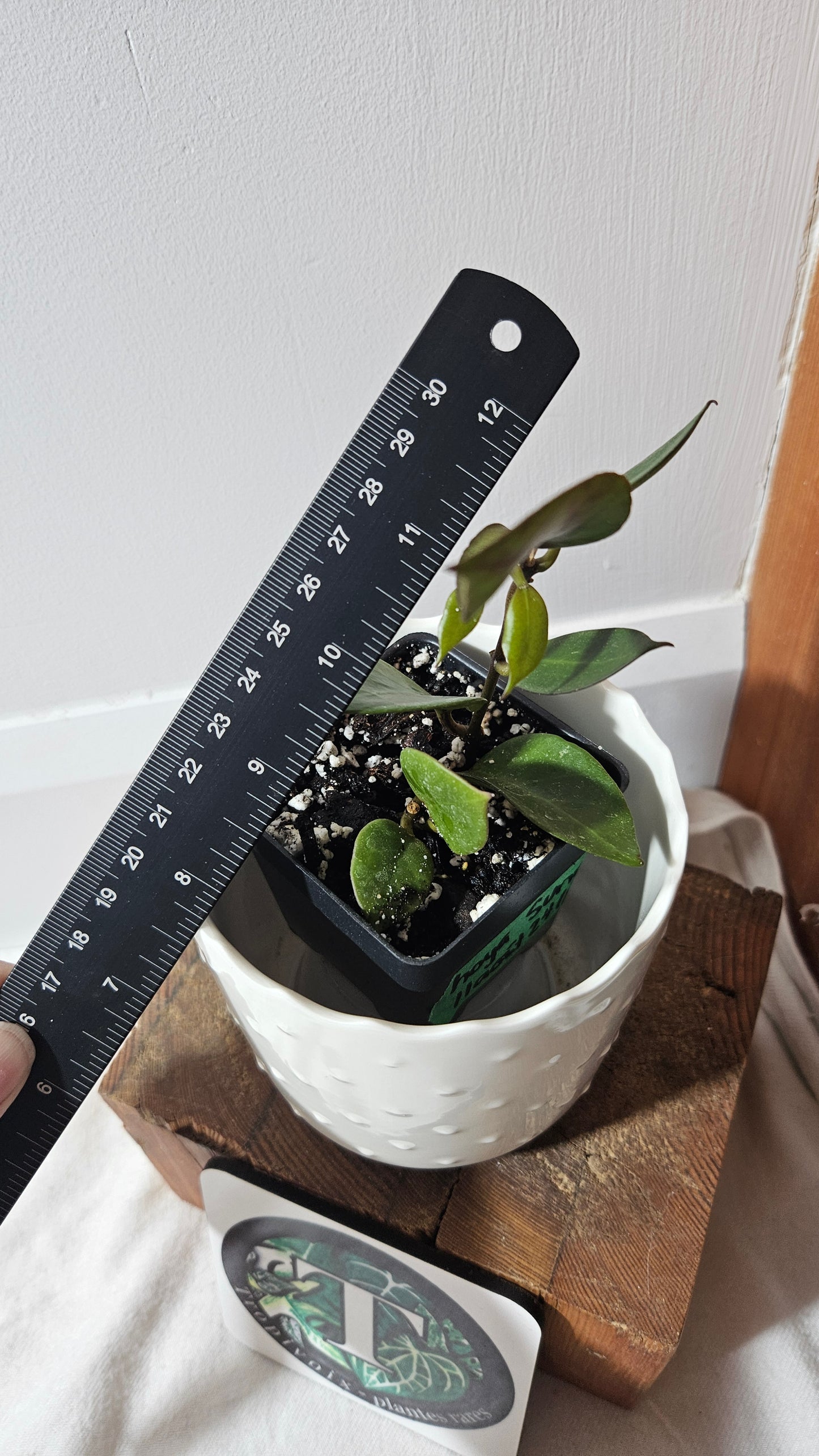 Hoya Sunrise (HOY-021)