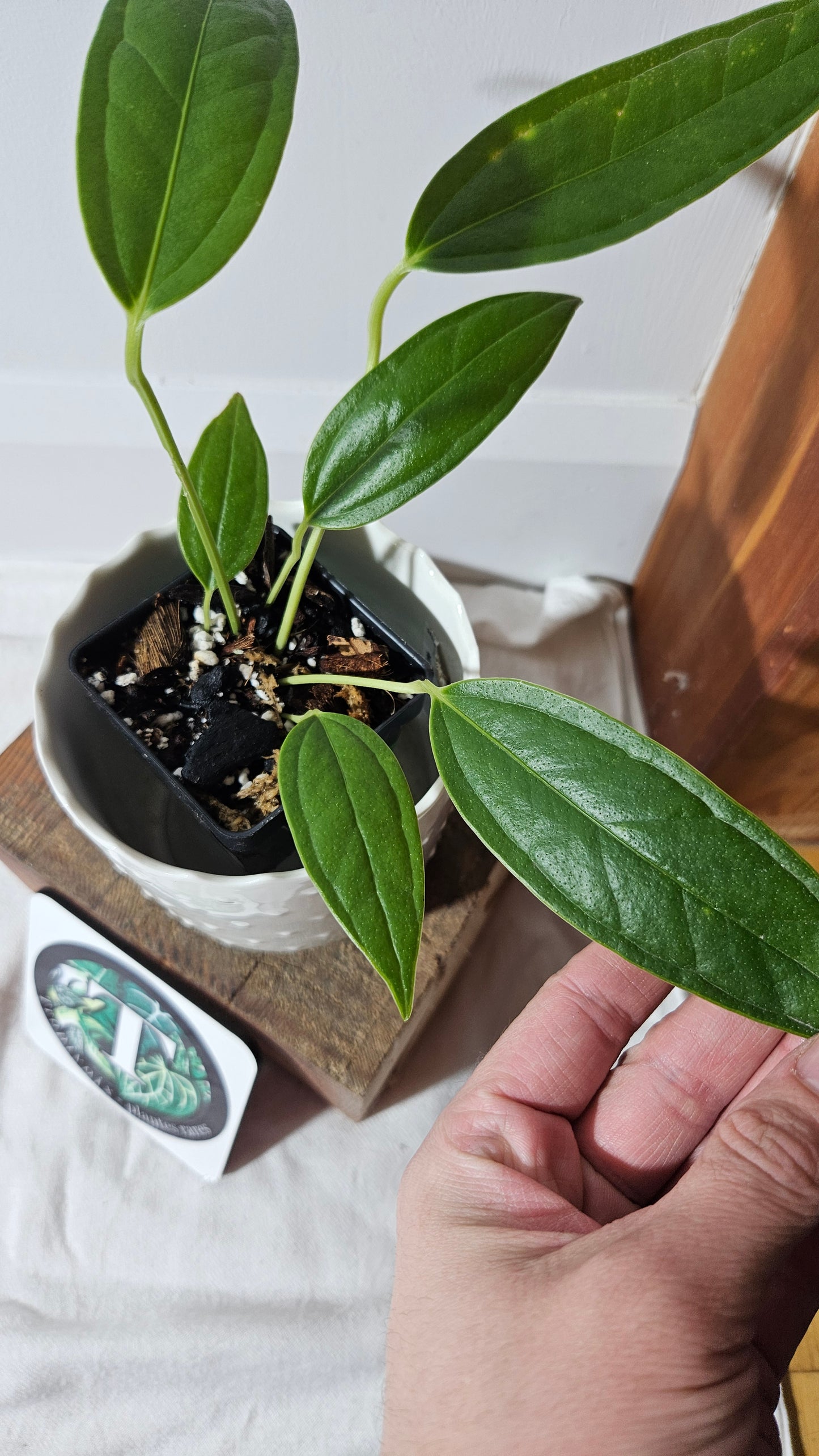 Anthurium Macphersonii "format MOYEN" (ANT-407)
