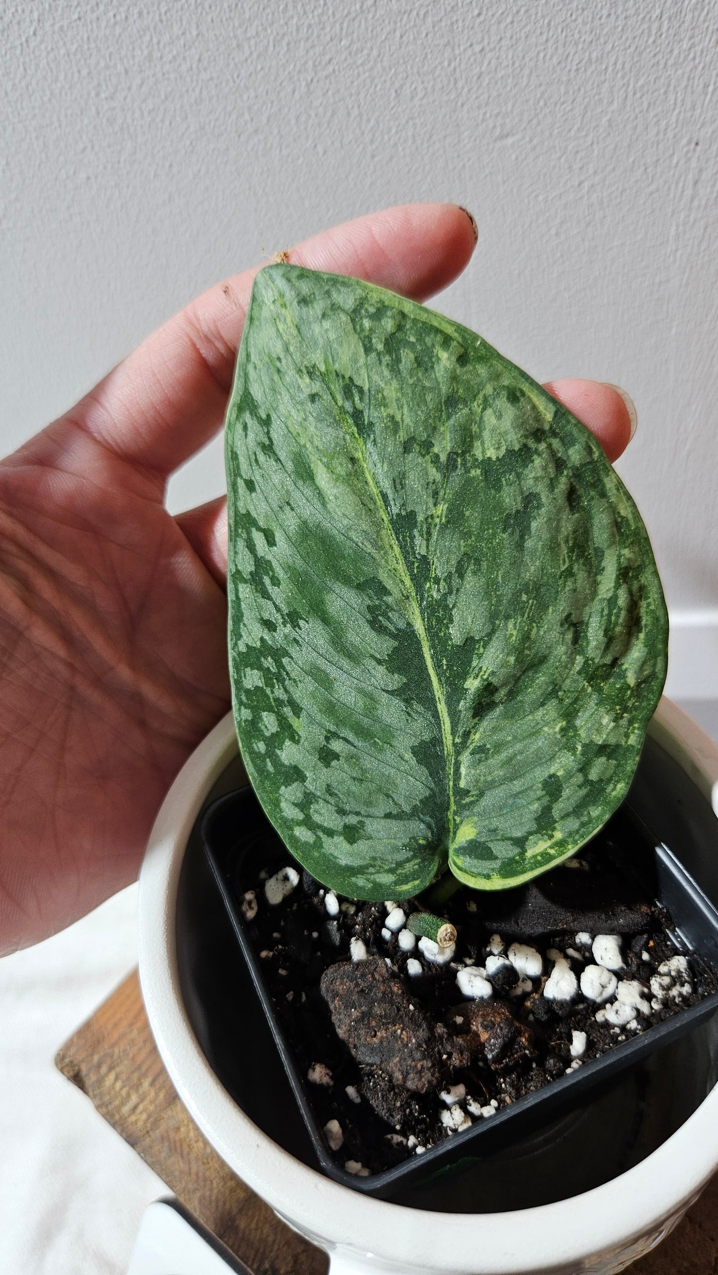 Scindapsus Medusa (SCI-1170)