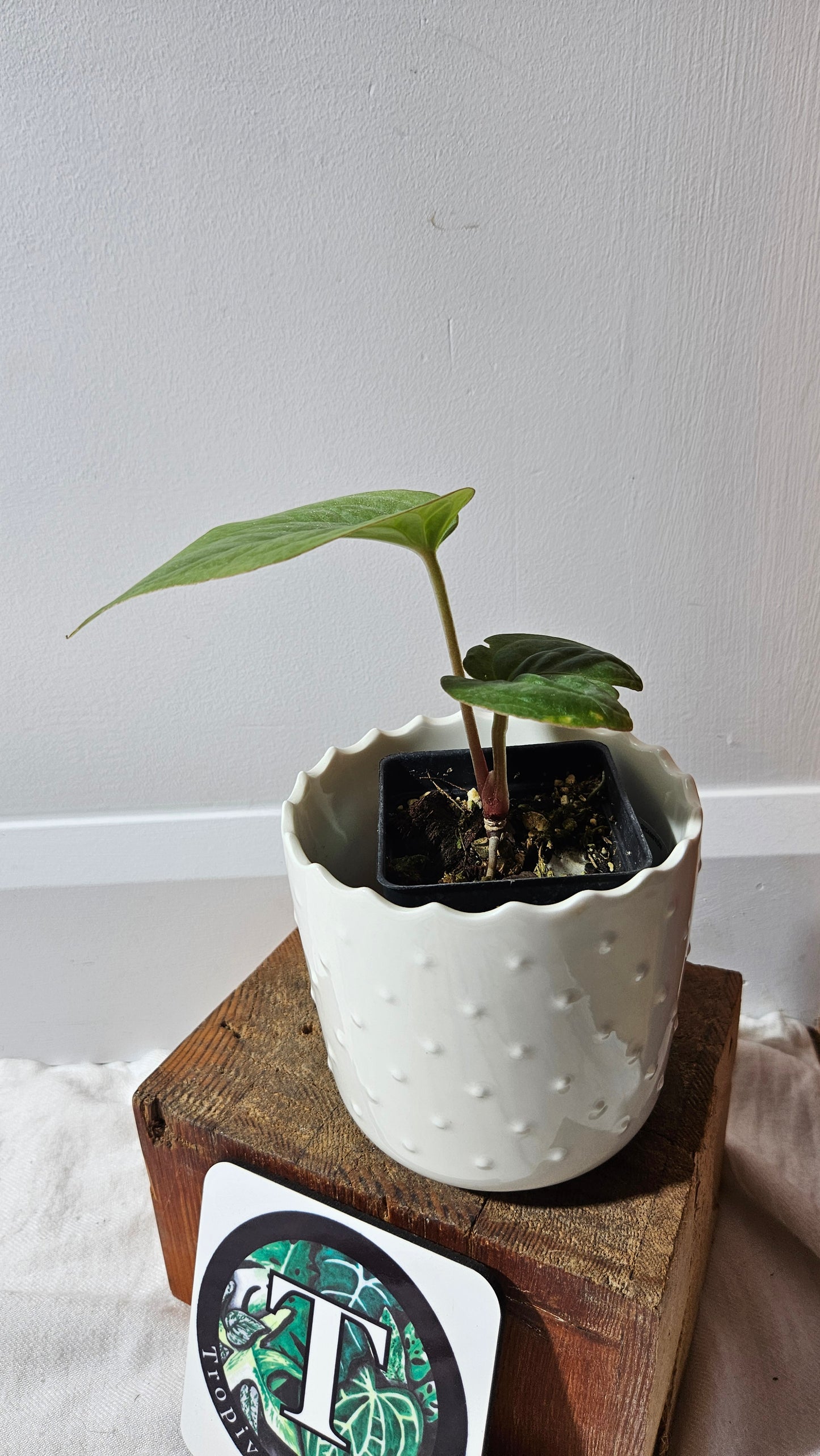 Anthurium Kunayalense "format MOYEN" (ANT-457)