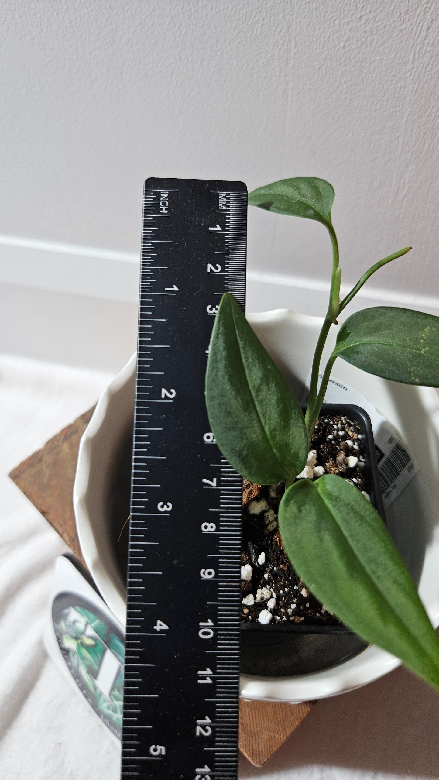 Monstera Obliqua Aff Black (MON-442)