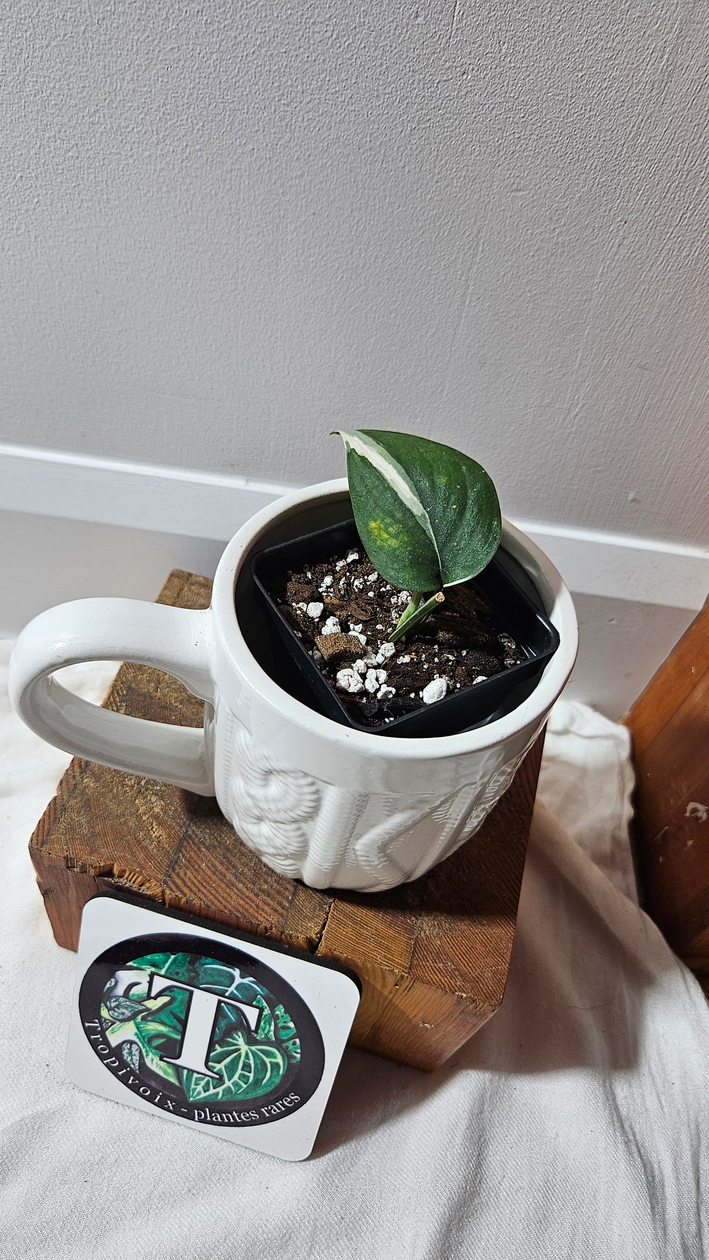 Scindapsus Silver Satin albo (SCI-1246)