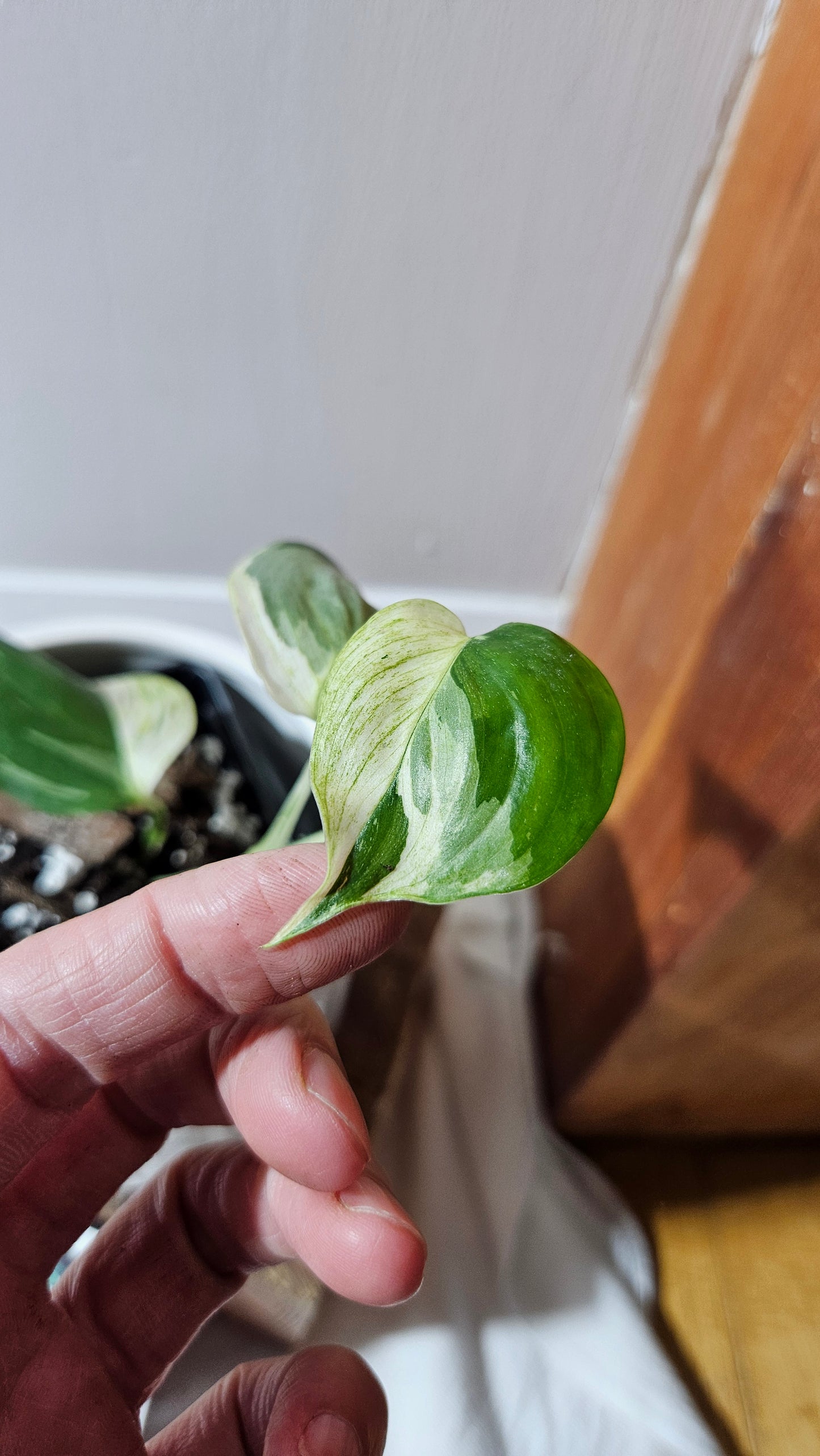 Scindapsus Blue Albo Tricolore (SCI-1101)
