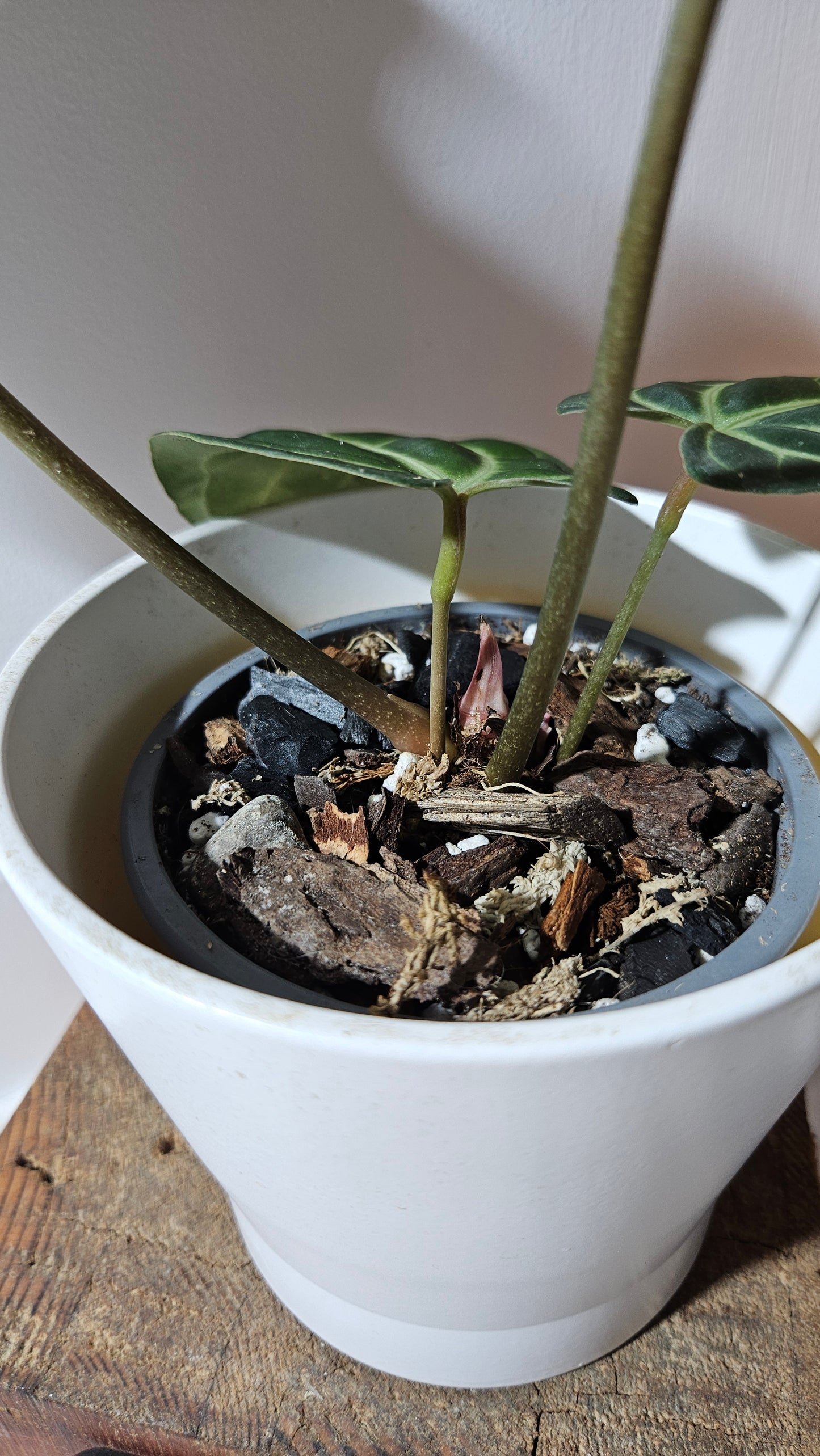 Anthurium Besseae Aff "Format MOYEN/LARGE" (ANT-527)