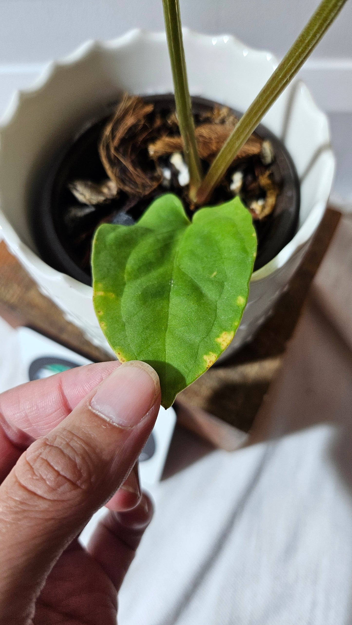Anthurium Kunayalense "format MOYEN" (ANT-454)