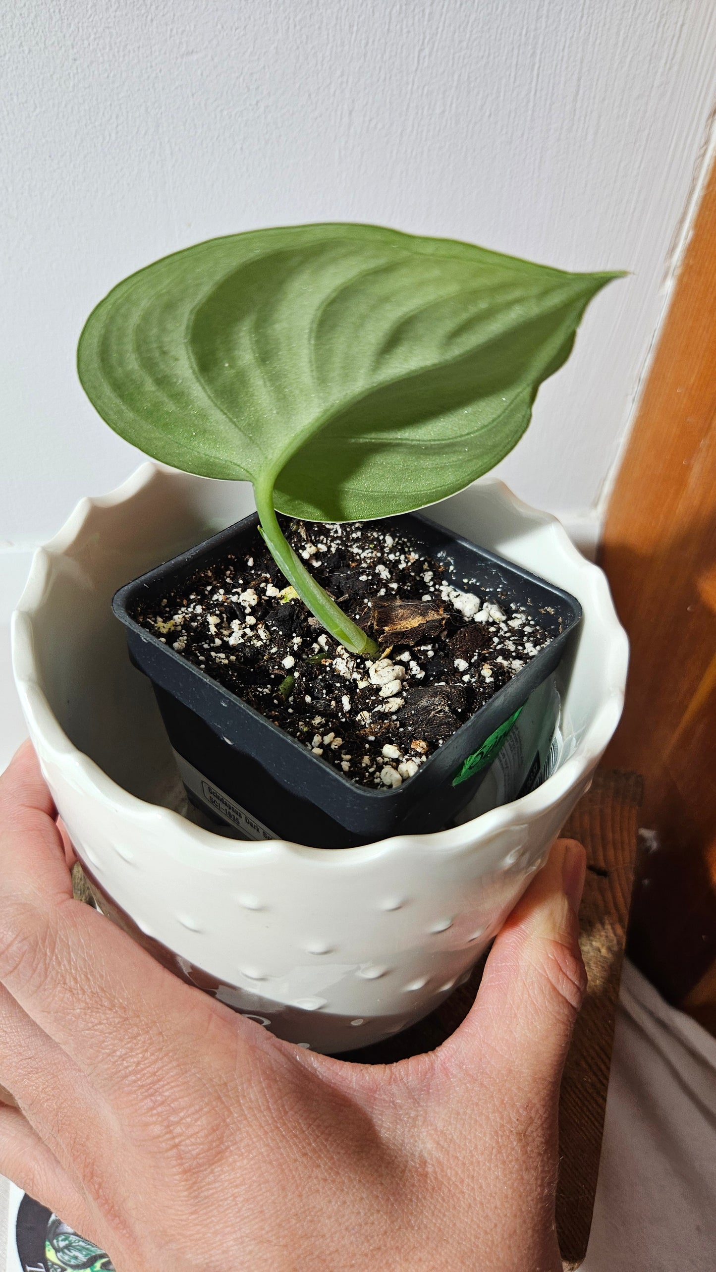 Scindapsus Dark Splash Bornéo (SCI-1035)