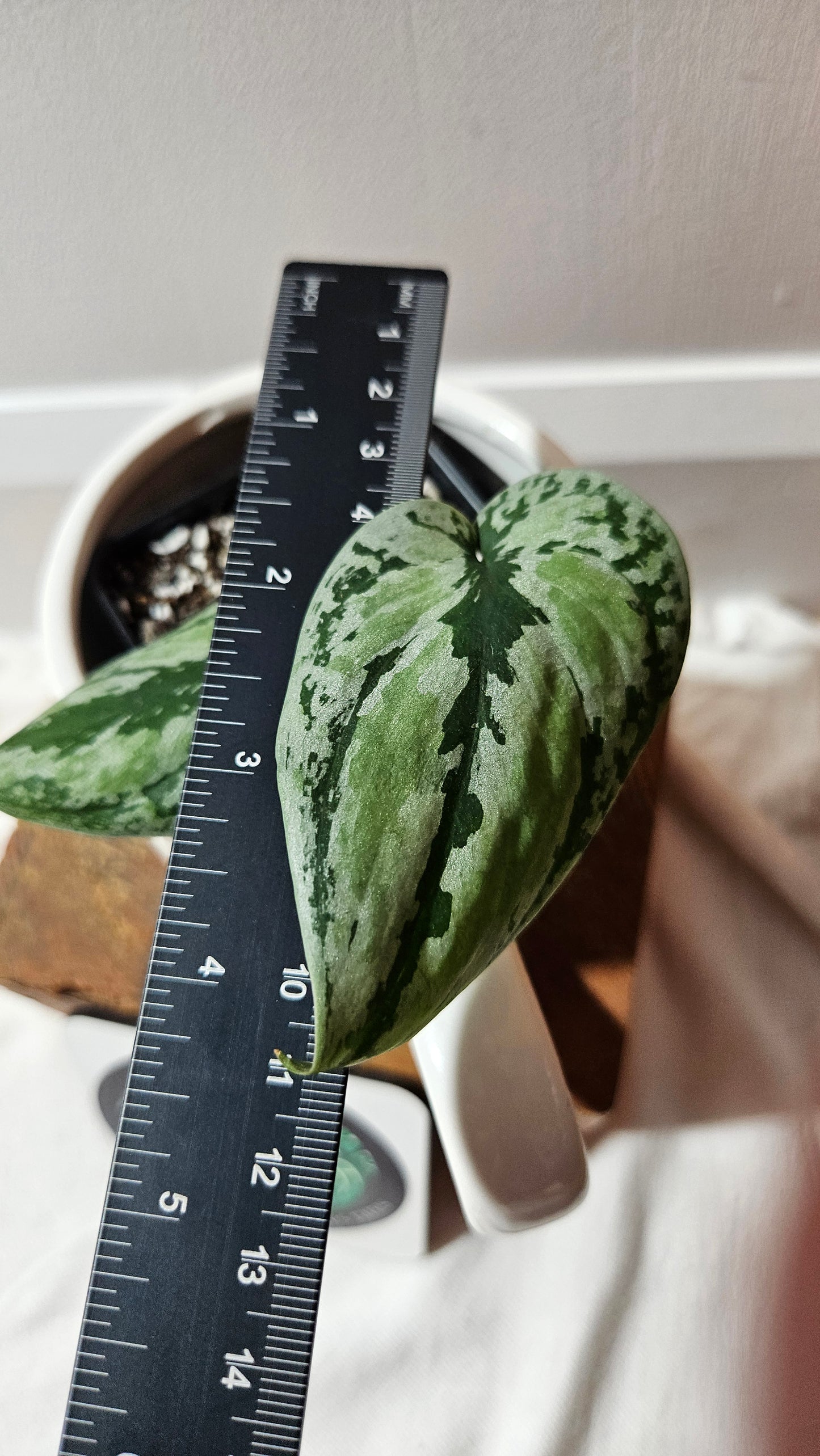 Scindapsus Tricolore silver Platinum (SCI-1232)
