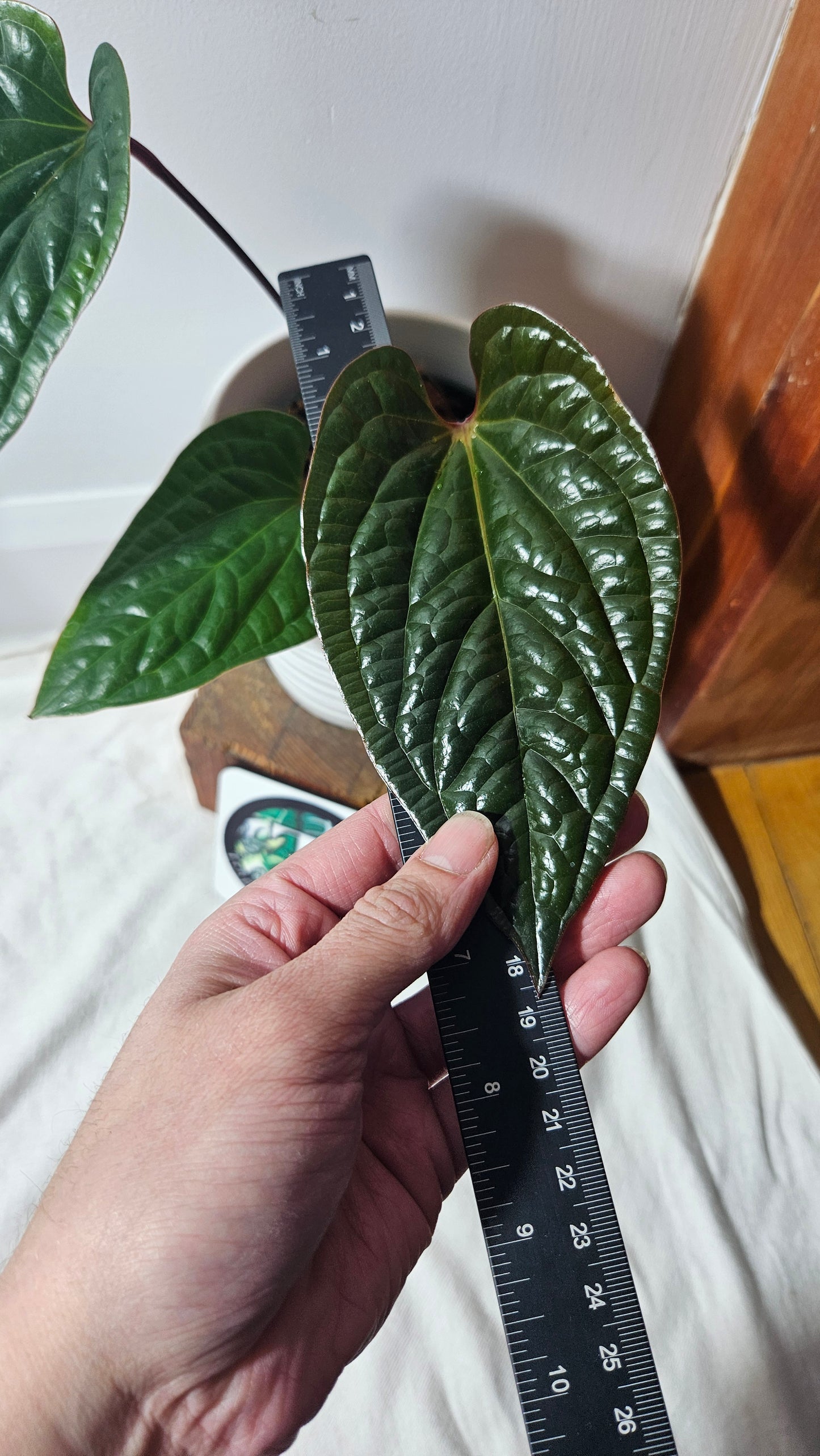 Anthurium Radican (ANT-013)