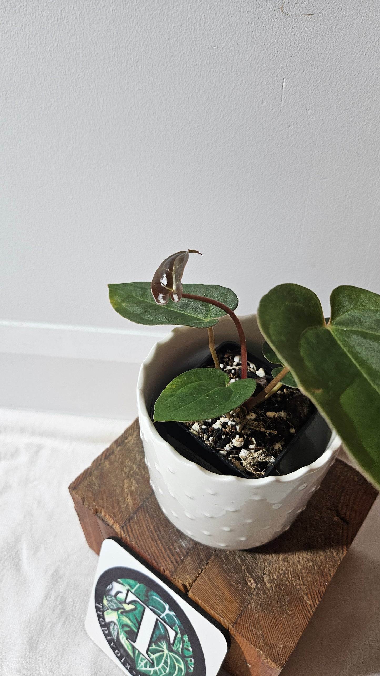 Anthurium Papillilaminum X Warocqueanum "format MOYEN" (ANT-430)