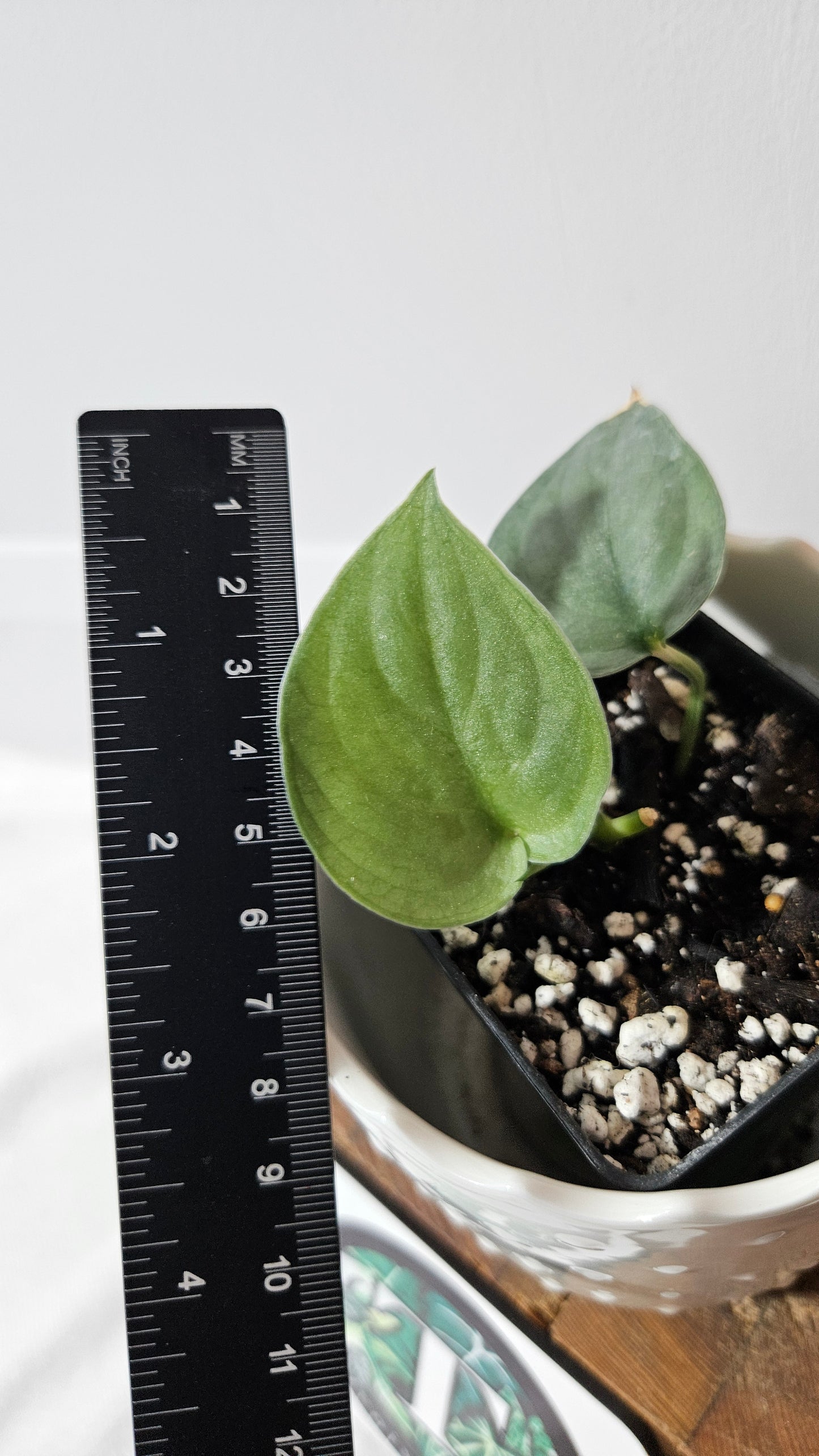 Scindapsus Silver Dragon (SCI-513)
