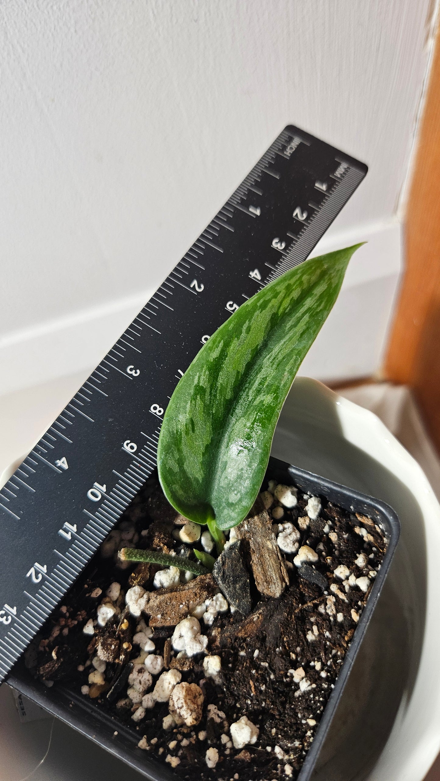 Scindapsus Spears (SCI-949)