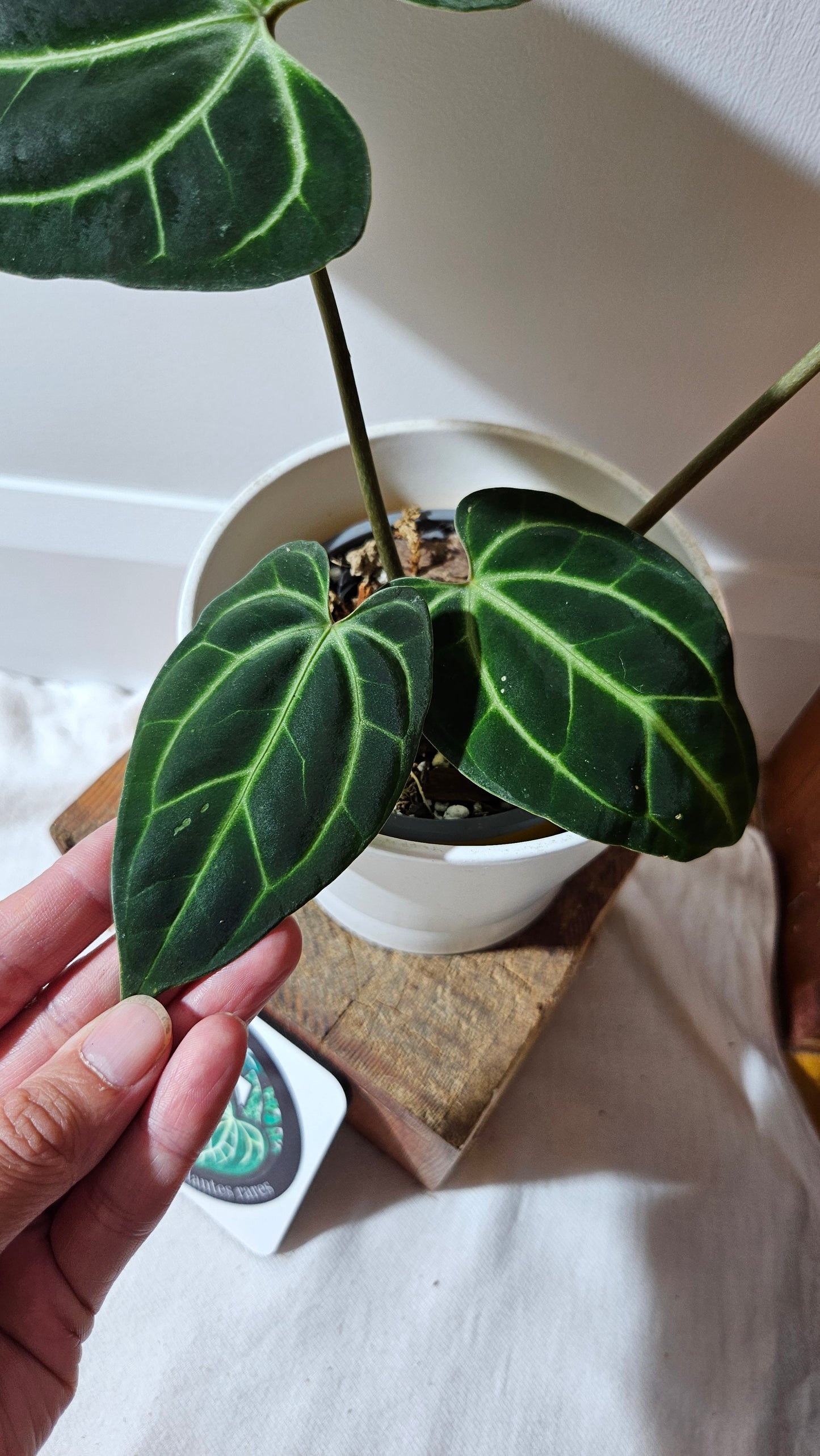 Anthurium Besseae Aff "Format MOYEN/LARGE" (ANT-527)