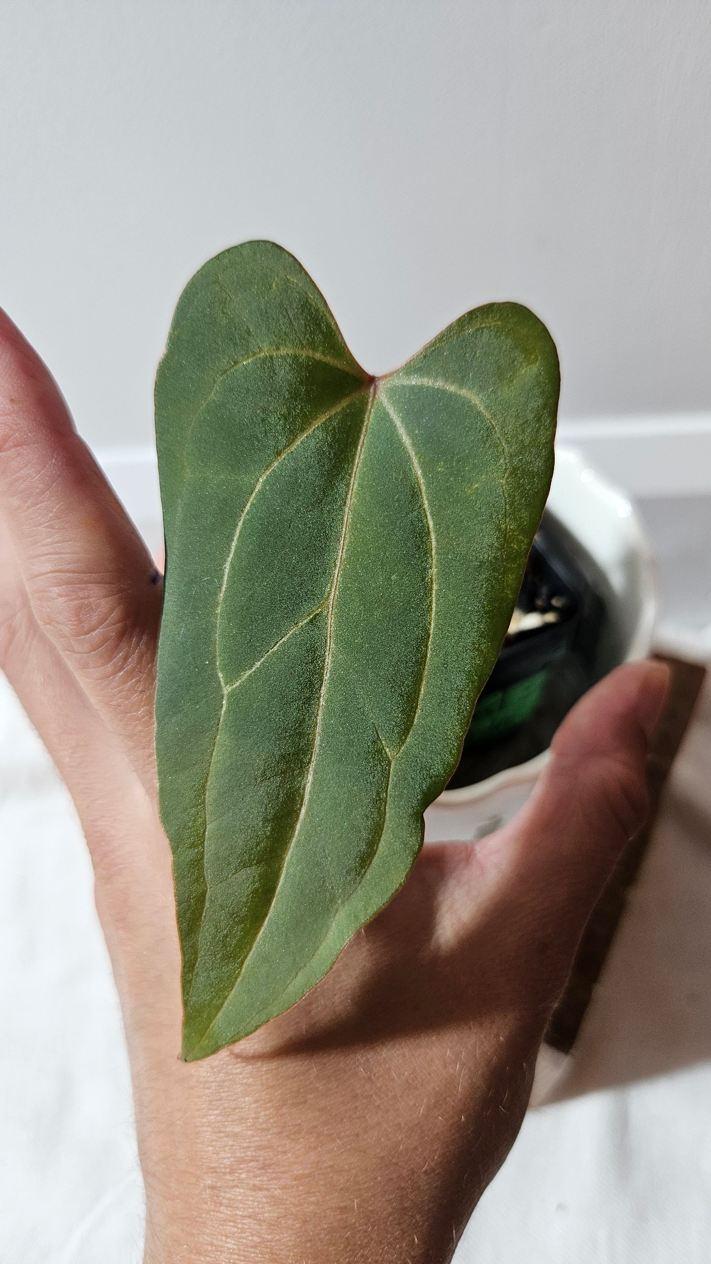 Anthurium Red Stem "format PETIT" (ANT-512)