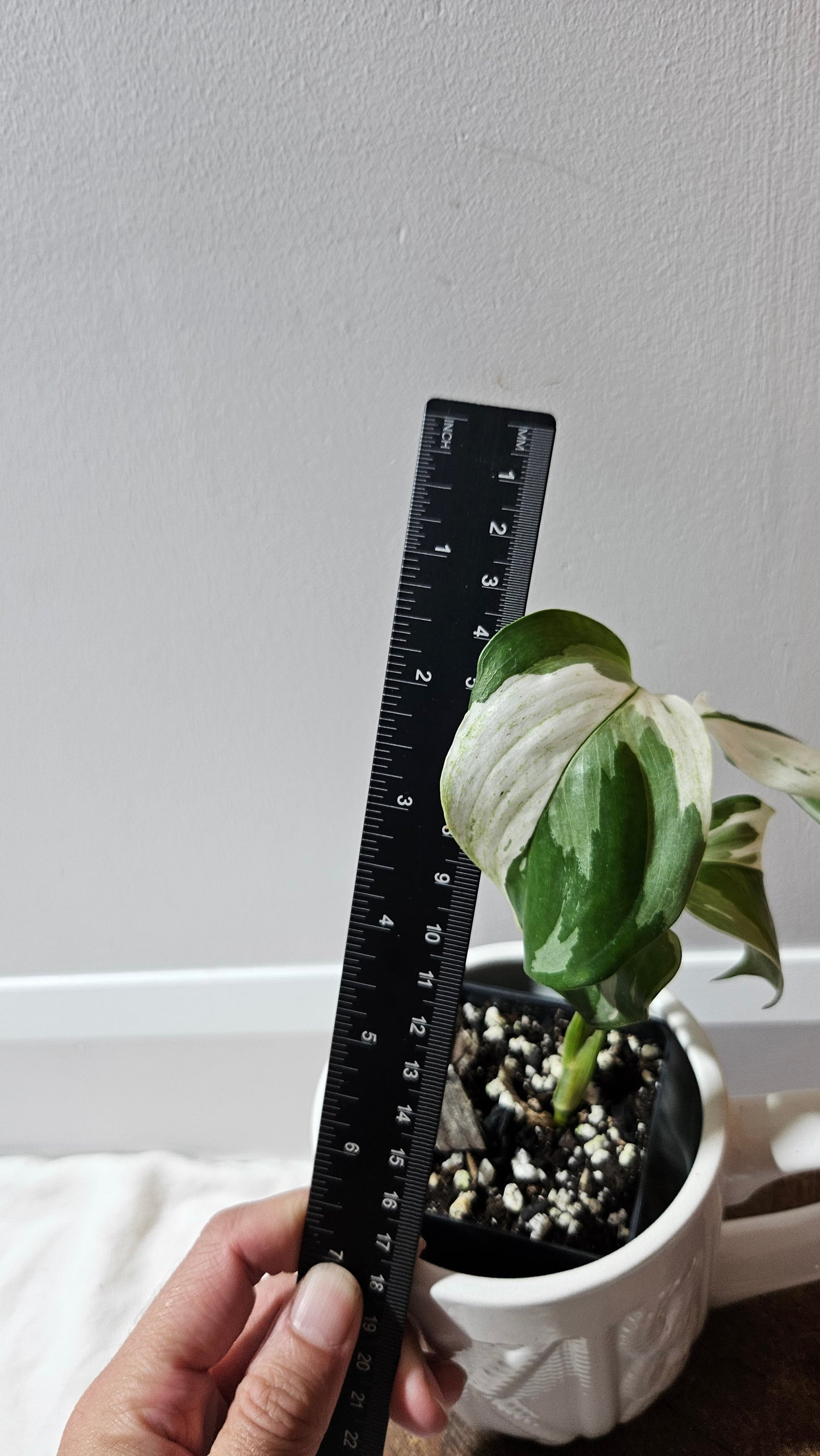Scindapsus Blue Albo Tricolore (SCI-1241)