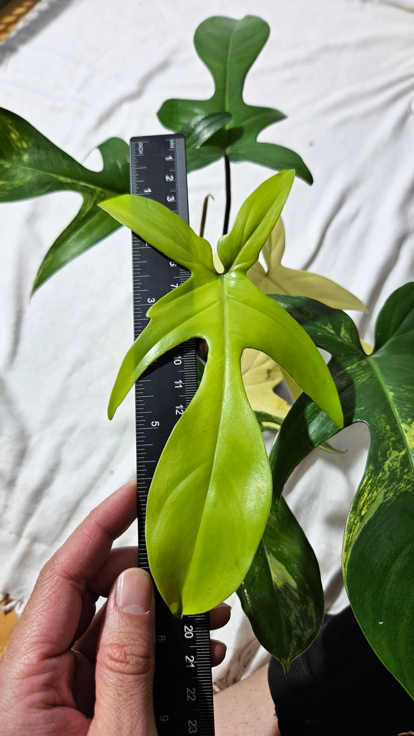 Philodendron Florida Beauty (PHI-817)