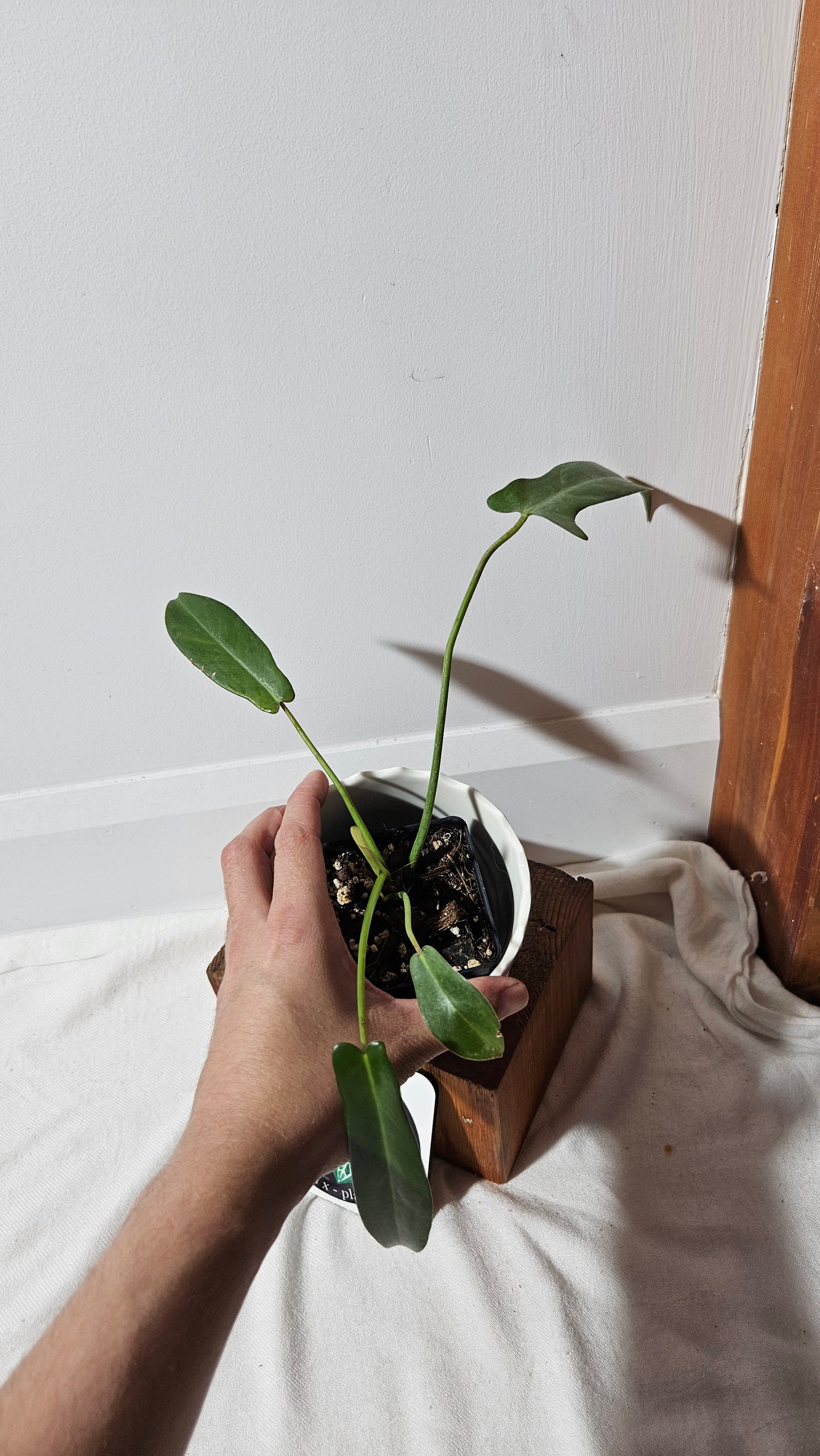 Philodendron Longilobatum (PHI-857)