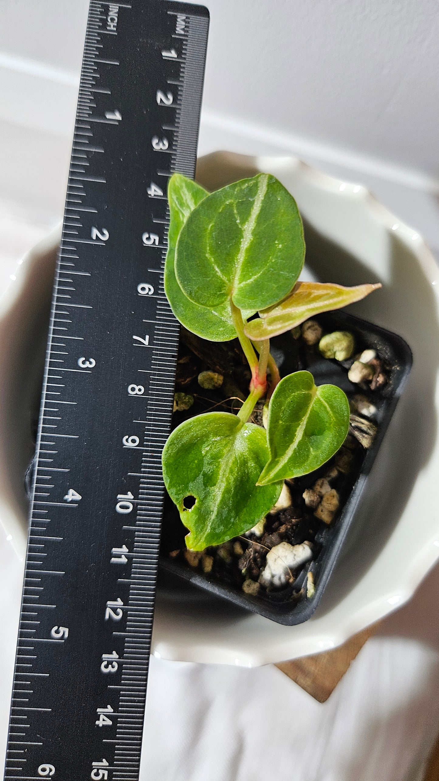 Anthurium Forgetti hybrid "format SEEDLING" (ANT-546)