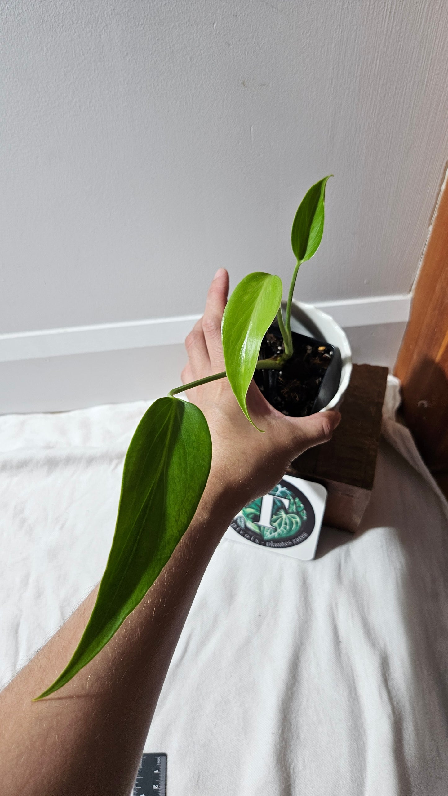 Monstera Burlemarx Flame/Dilacerata (MON-459)