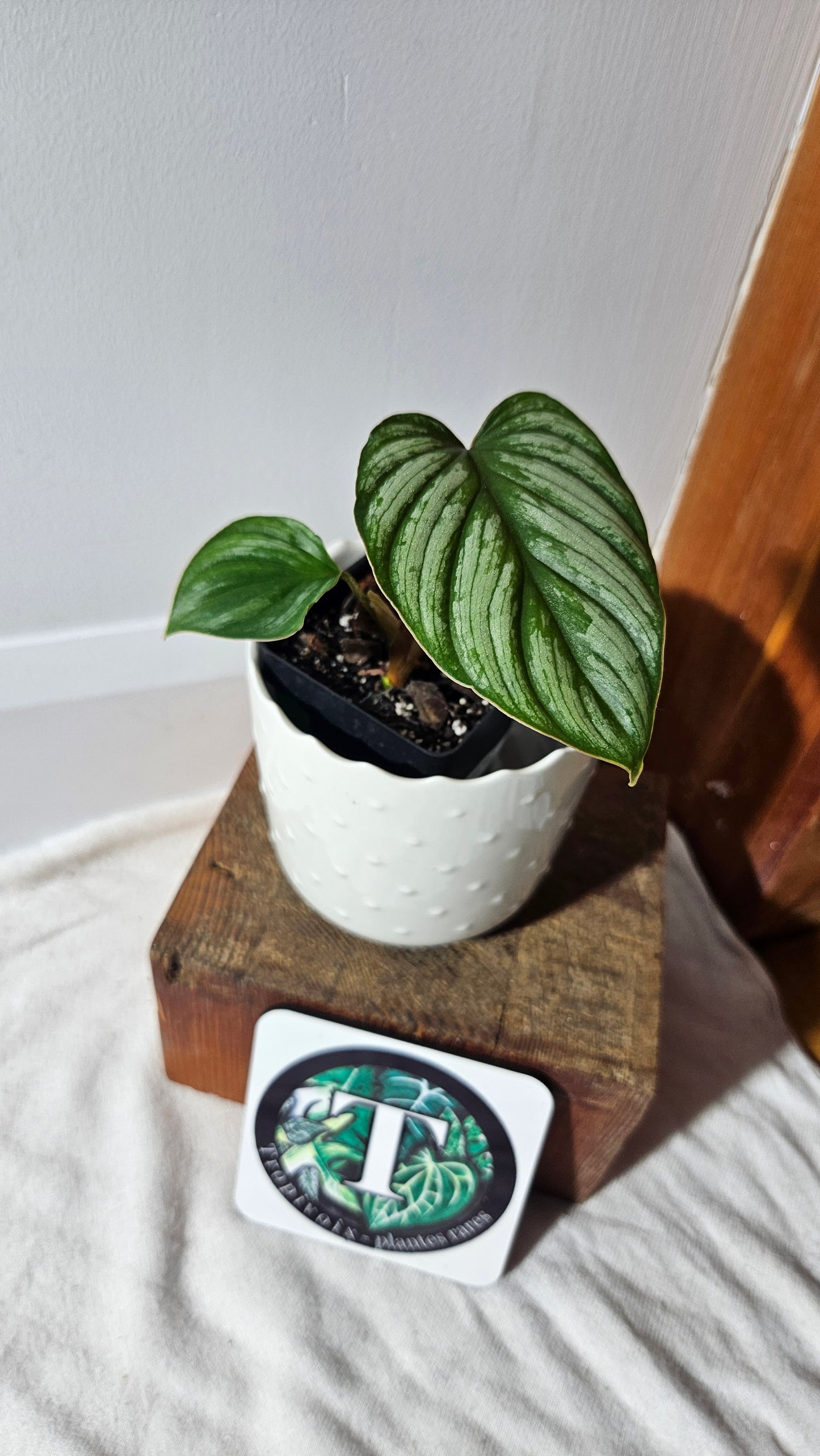 Philodendron Mamei White (PHI-770)