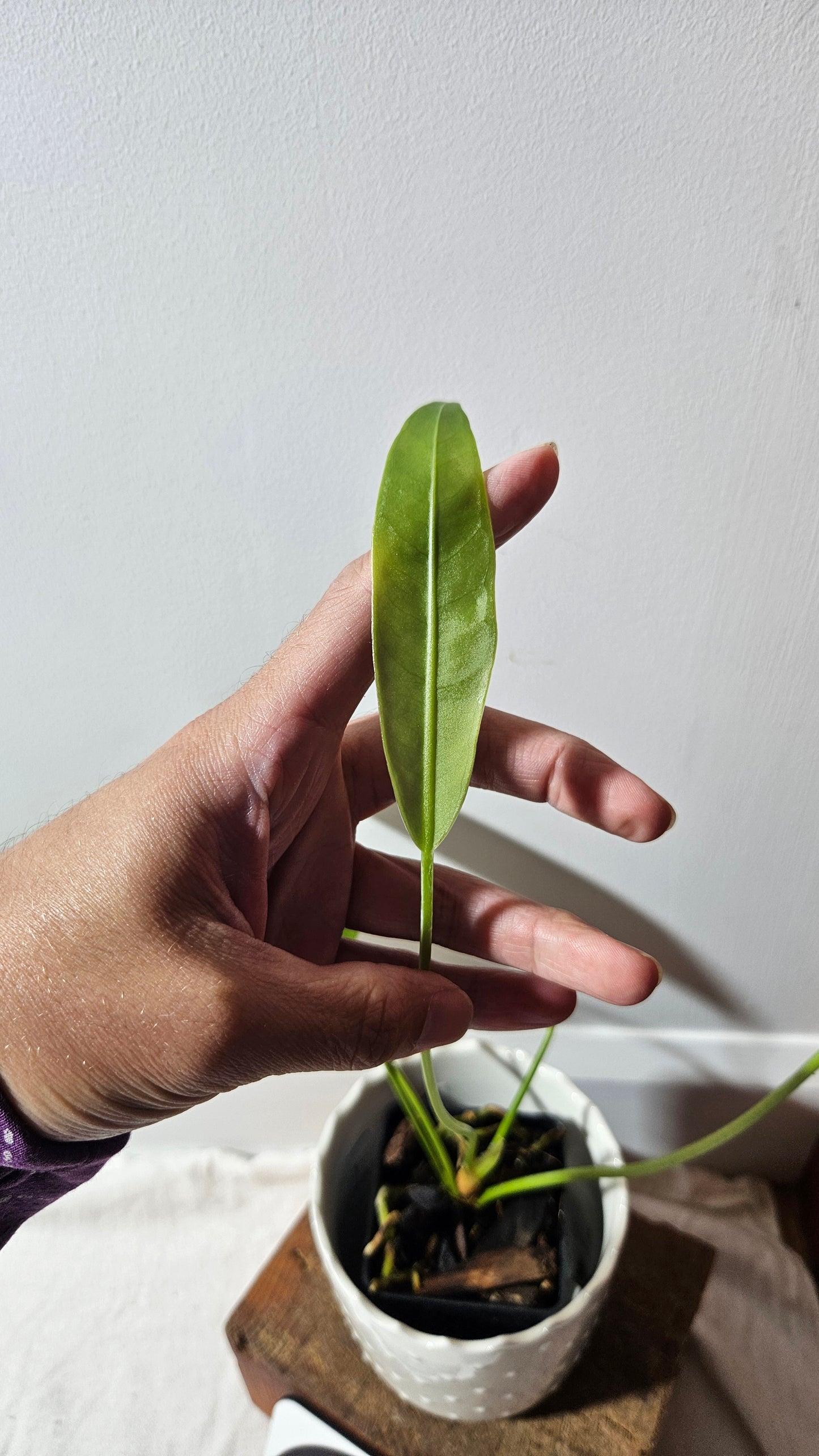 Anthurium SP Morona "format MOYEN" (ANT-233)