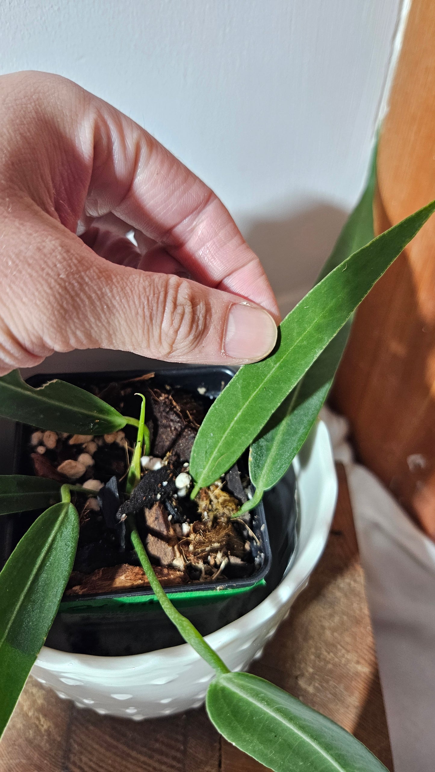 Anthurium Pallidiflorum Narrow "format MOYEN"(ANT-421)