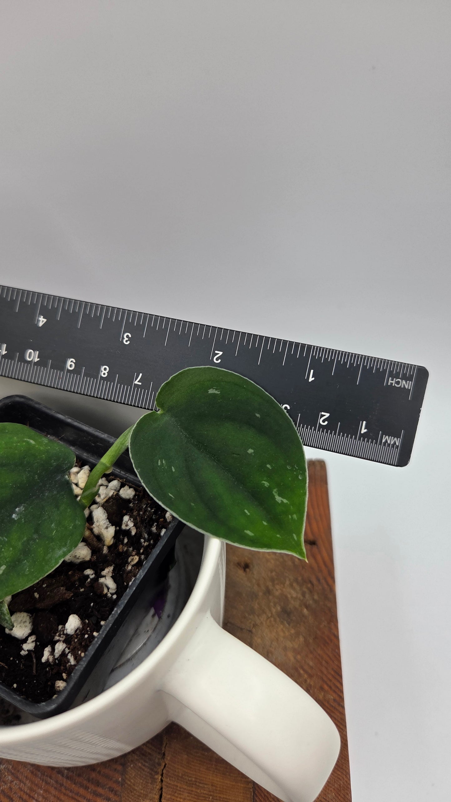 Scindapsus Black SP Bornéo (SCI-1443)