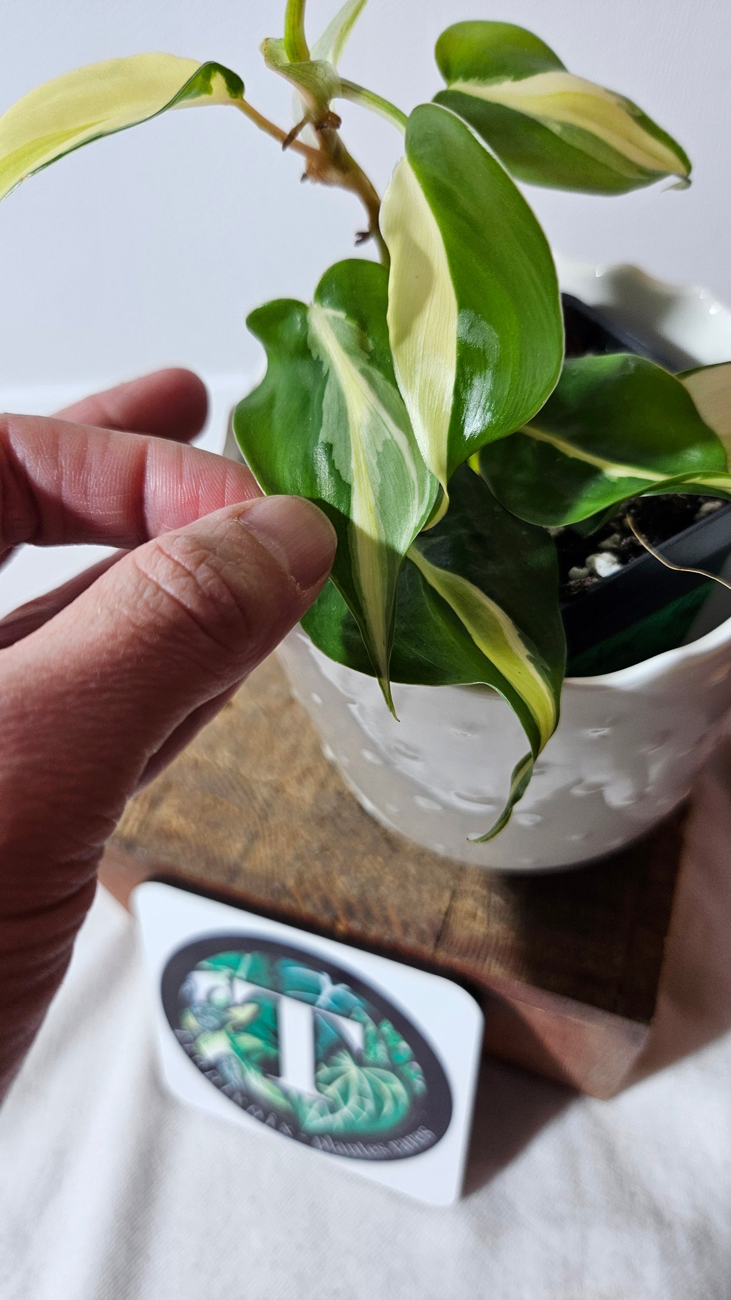 Philodendron Hederaceum Silver Stripe (PHI-737)