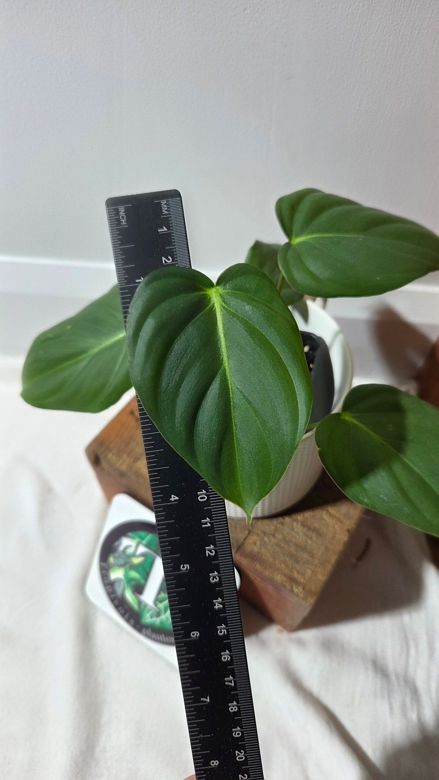 Philodendron Dean McDowell (PHI-1004)