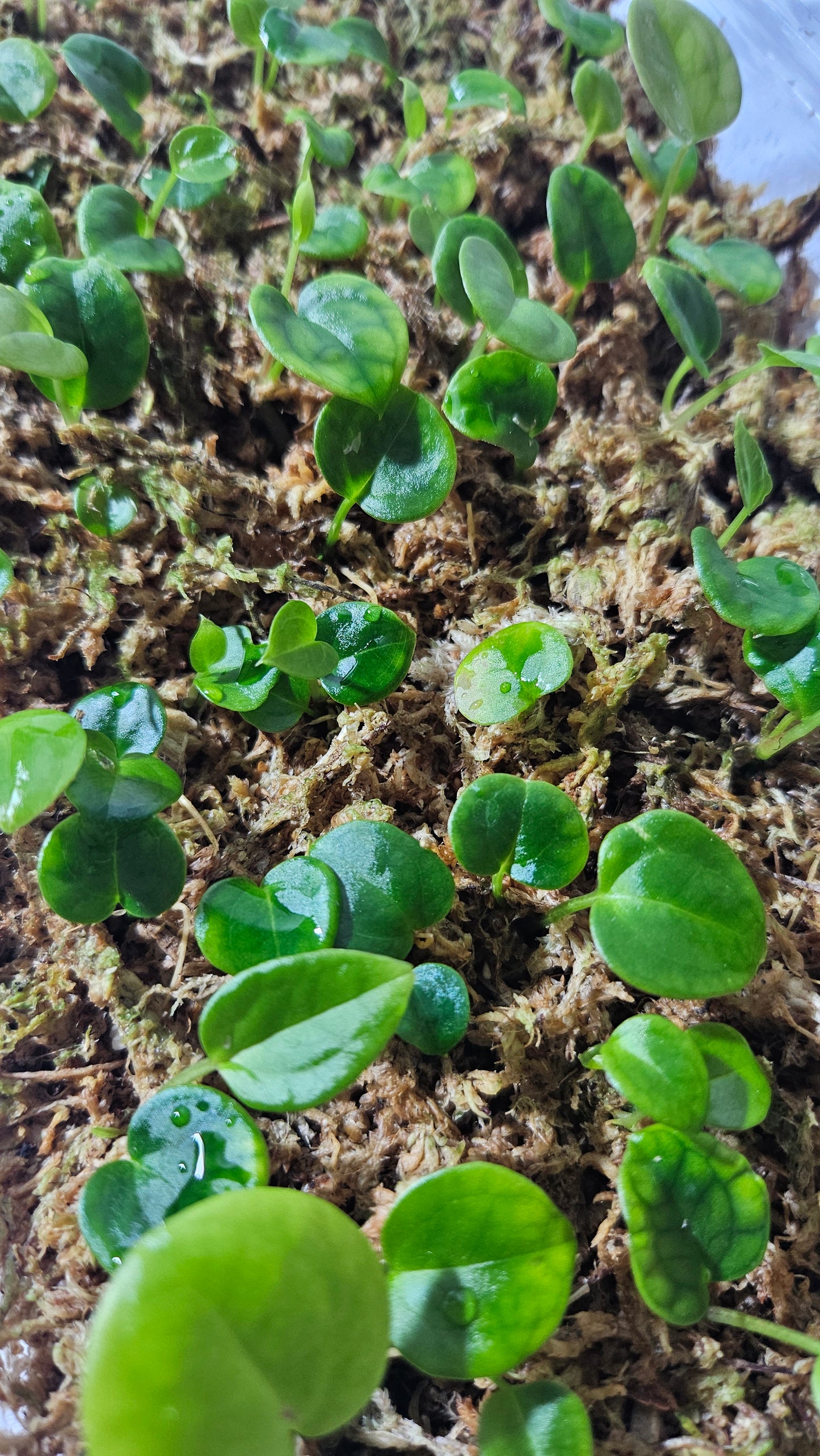 Anthurium Red Queen X Voodoochild "format SEEDLING"