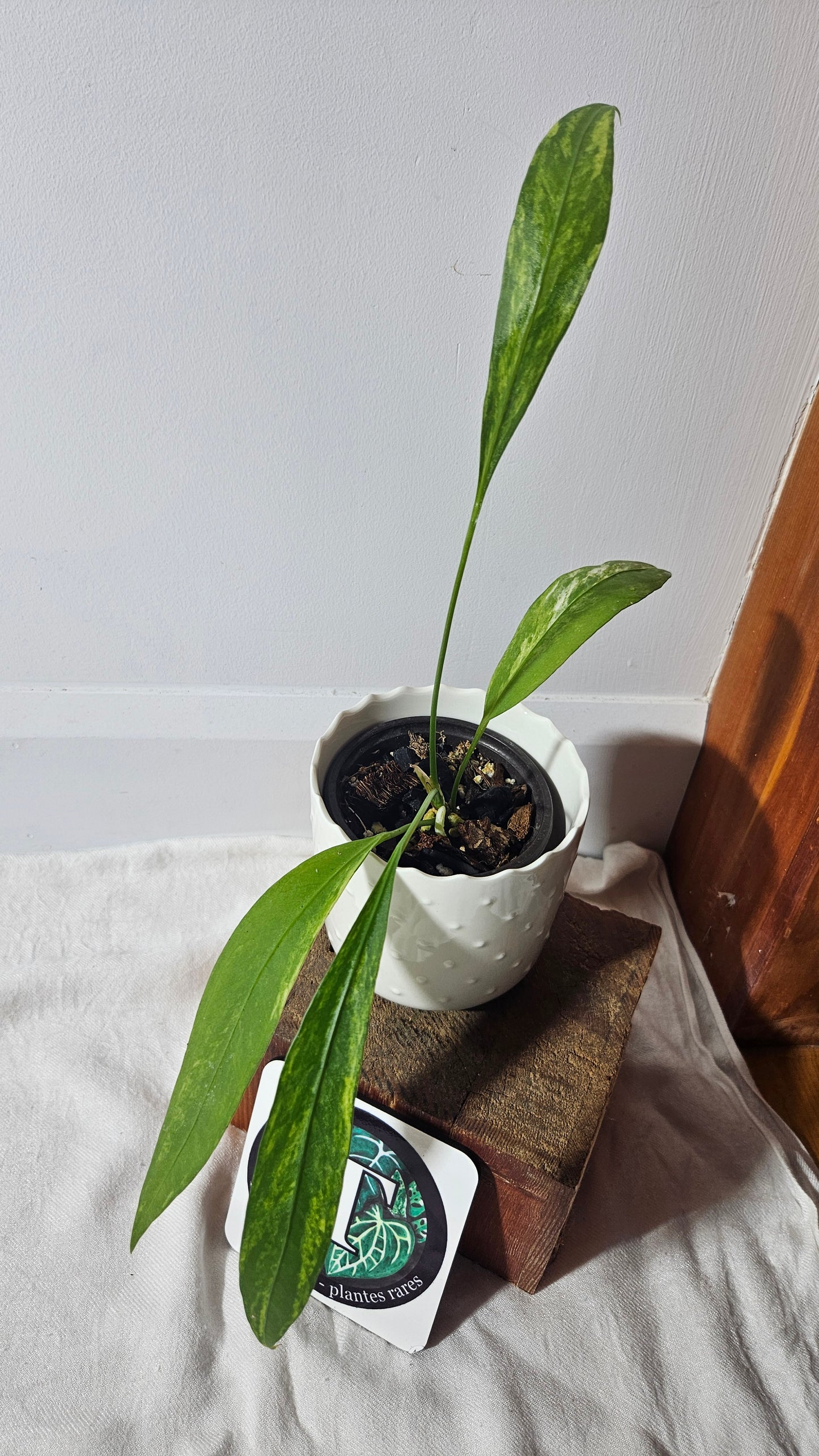 Anthurium Vittarifolium Variegata "format MOYEN"(ANT-308)