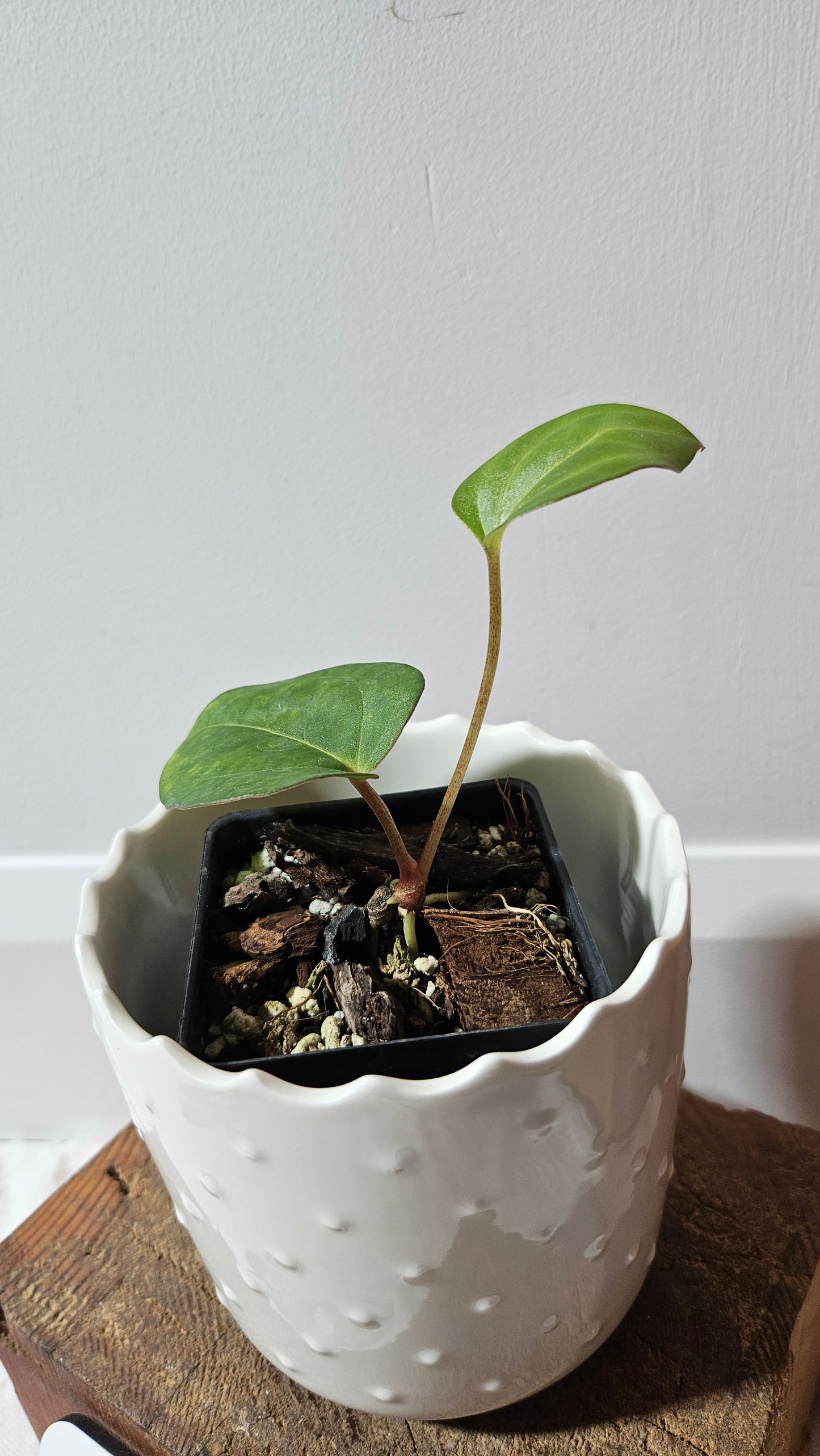 Anthurium Dark Phoenix X Panama "format PETIT" (ANT-491)