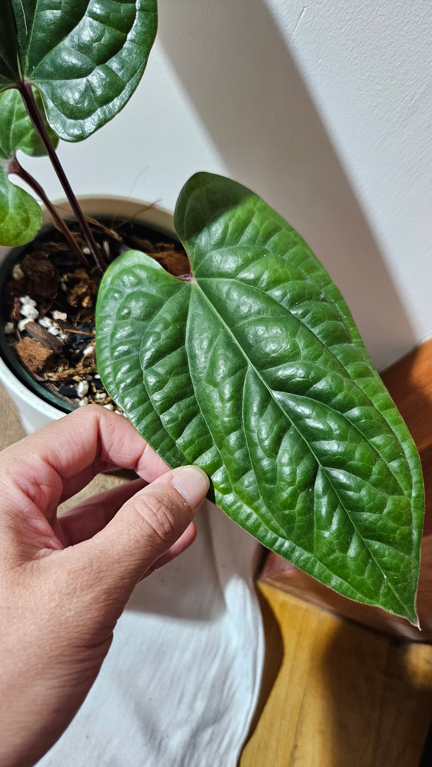 Anthurium Radican "format LARGE" (ANT-497)
