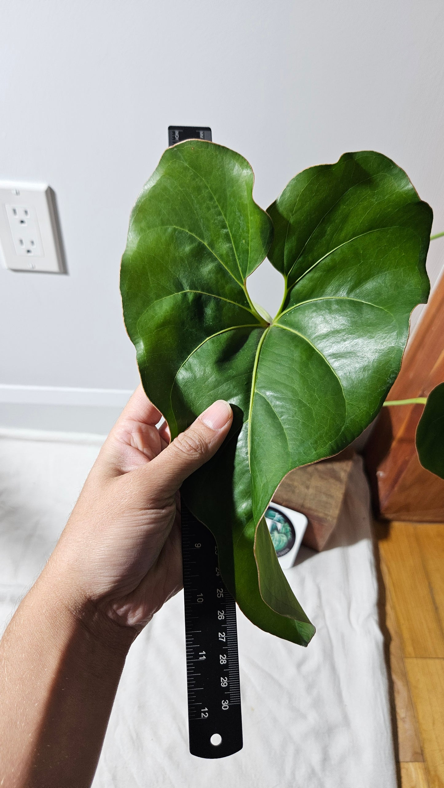 Anthurium Brownii/Corong "format LARGE" (ANT-553)