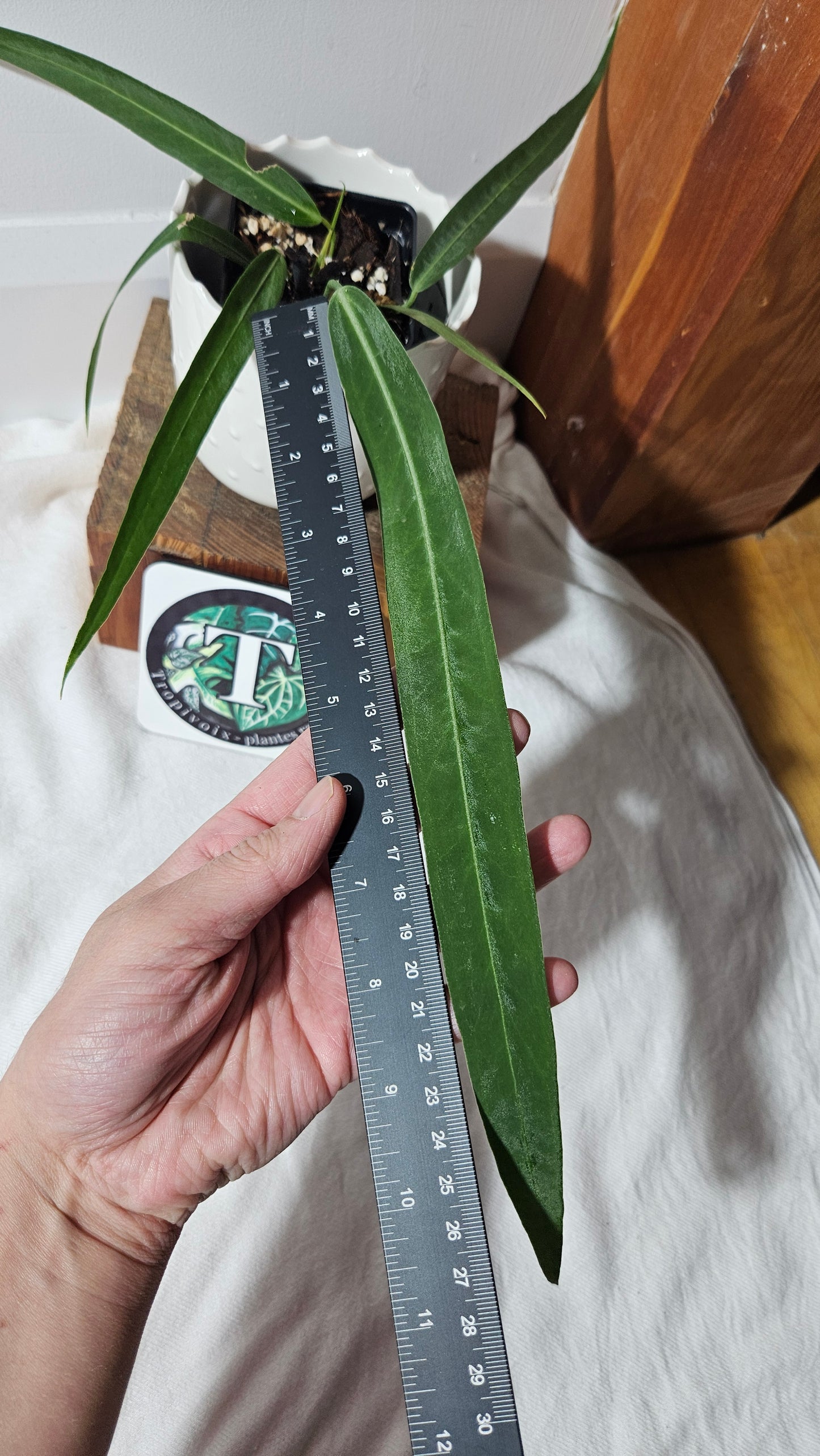 Anthurium Pallidiflorum Narrow "format MOYEN"(ANT-421)