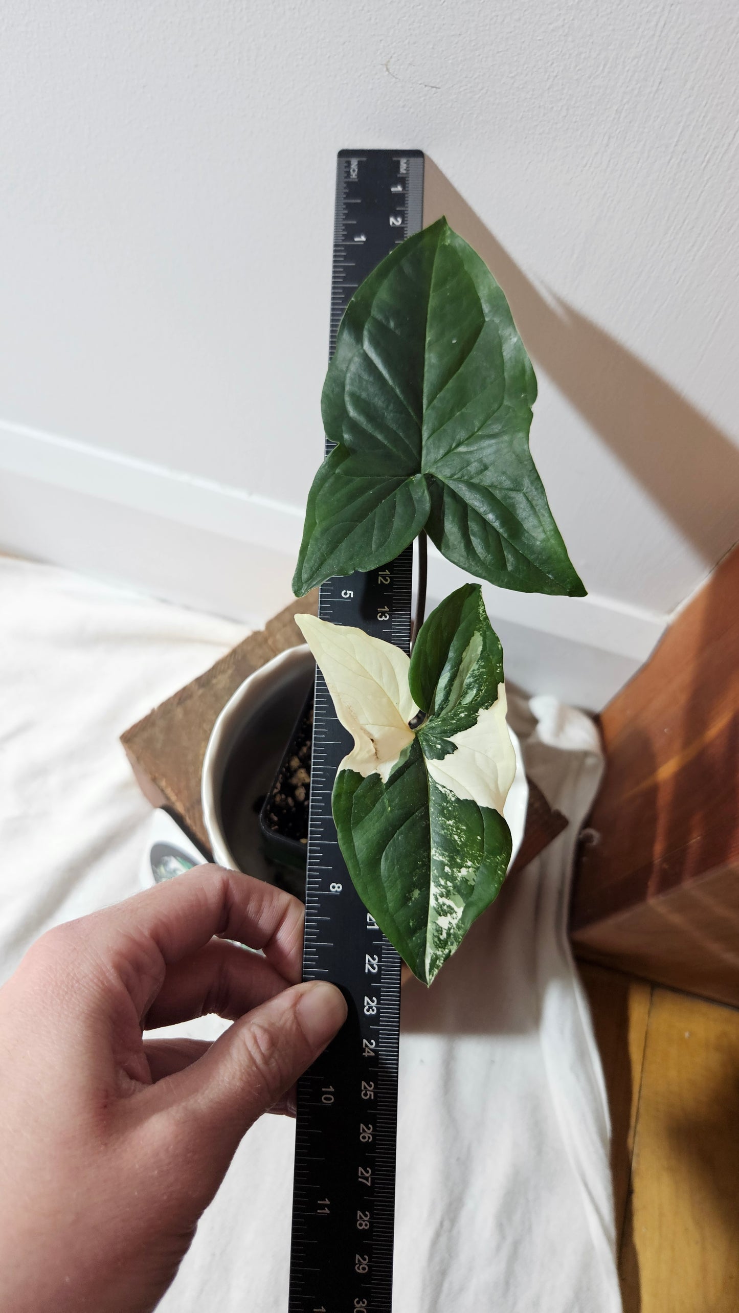 Syngonium Albo (SYN-366)