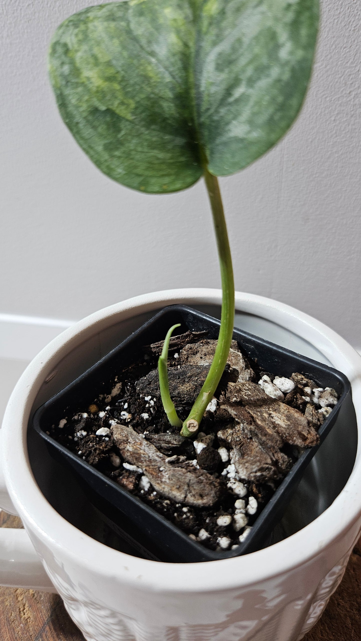 Scindapsus Pajajaran (SCI-1257)