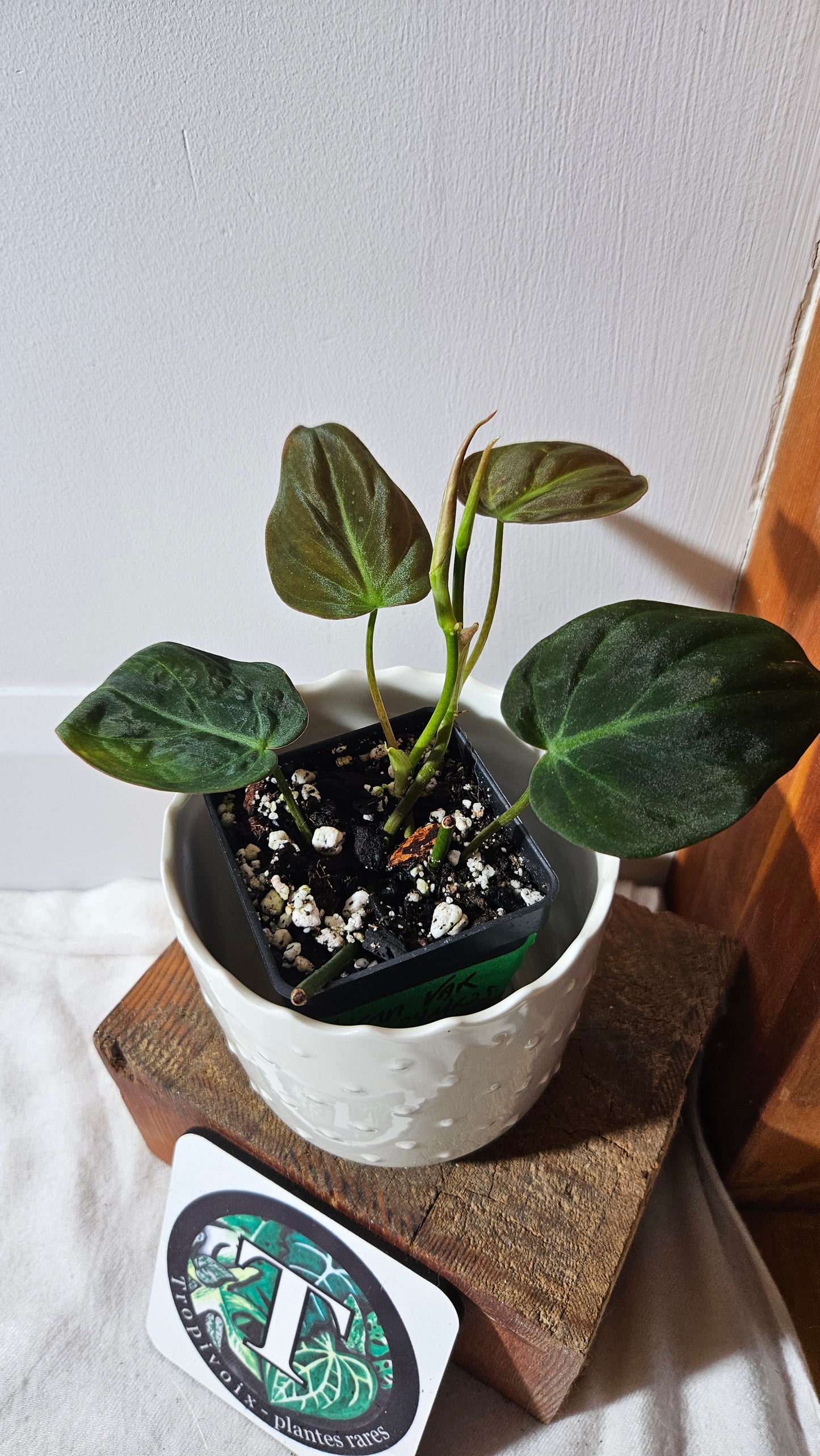 Philodendron Mican Var. REVERT (PHI-785)