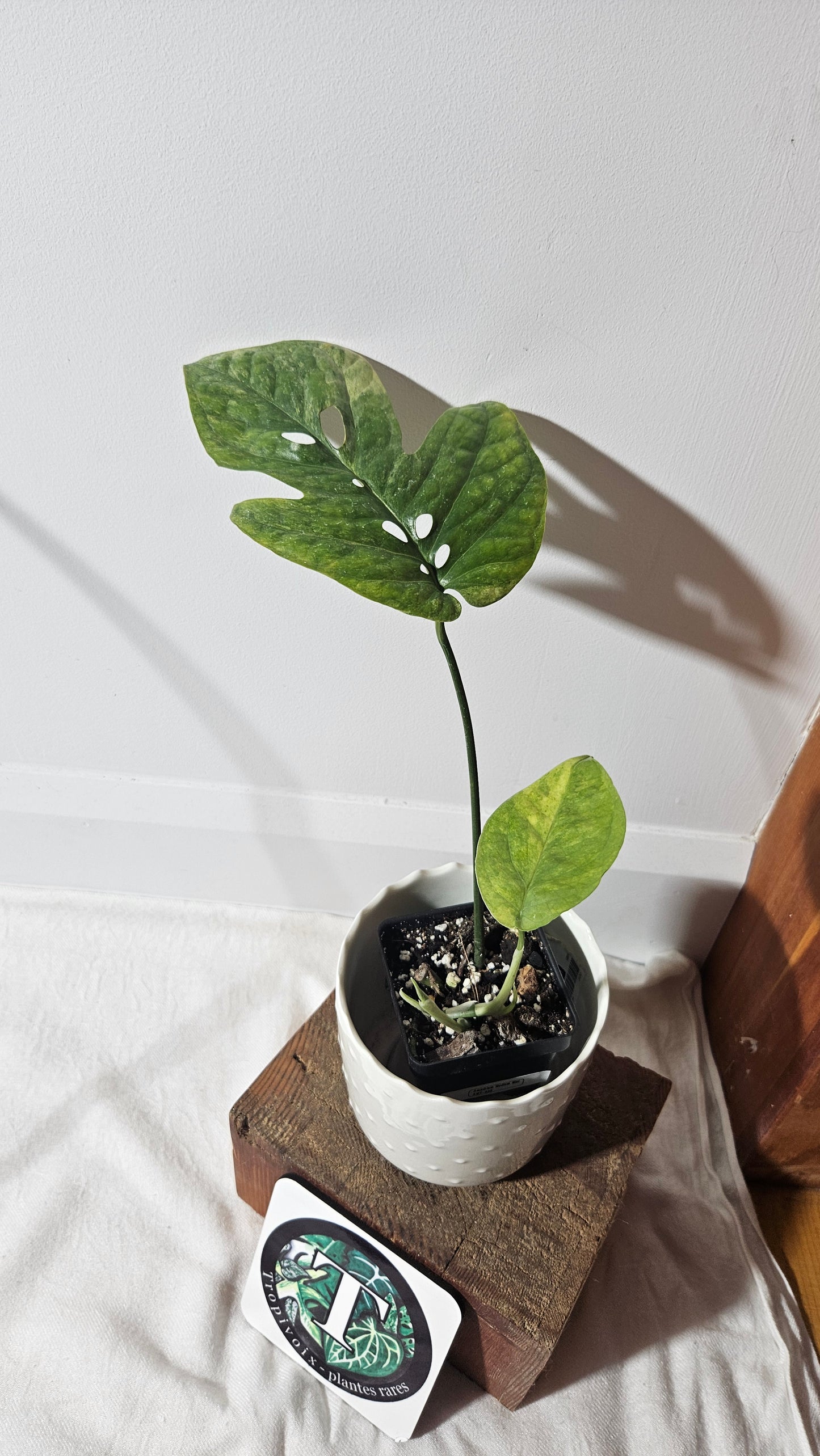 Amydrium Medium Mint Variegata (AMY-030)