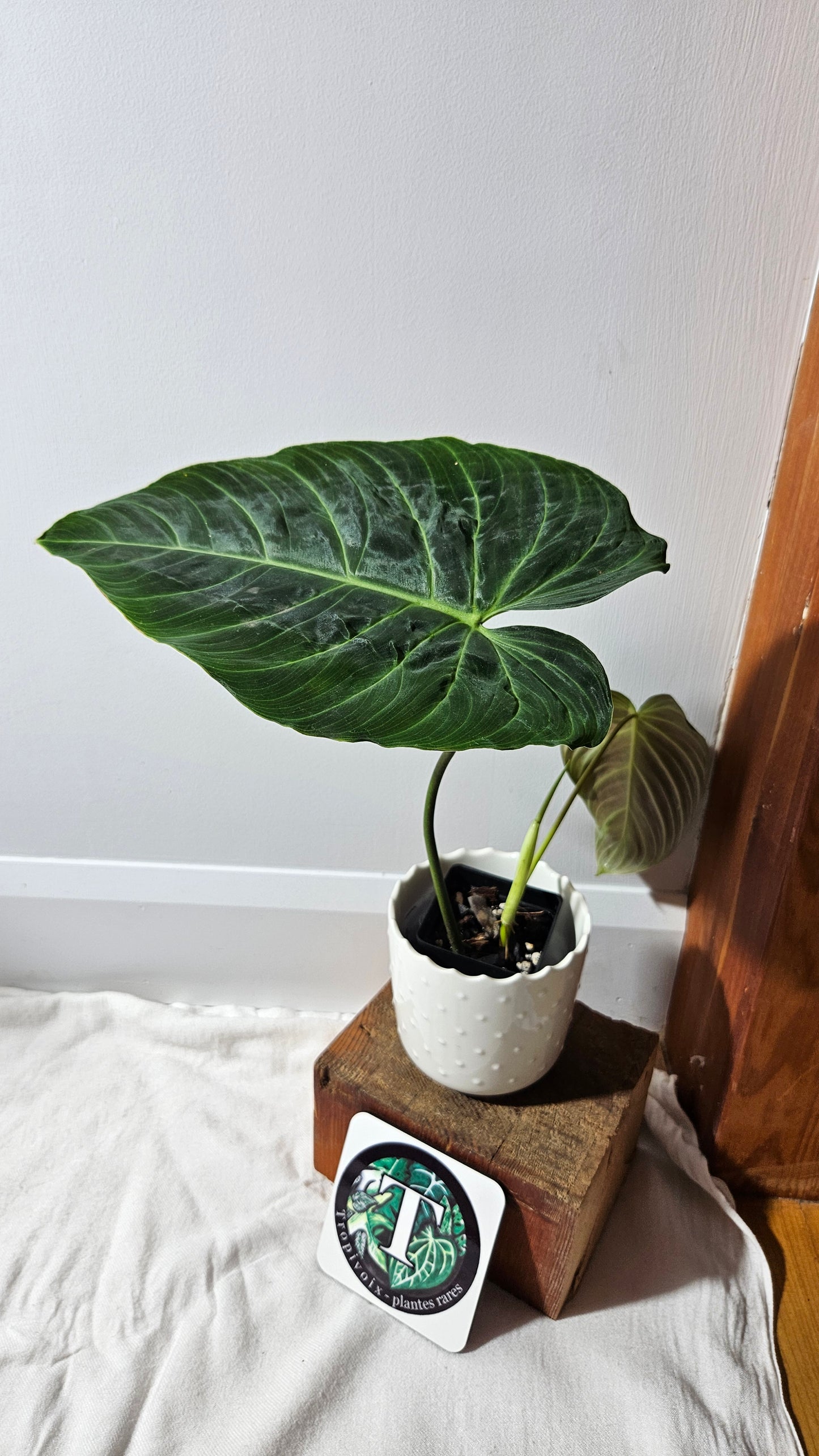 Philodendron Splendide "format LARGE" (PHI-923)