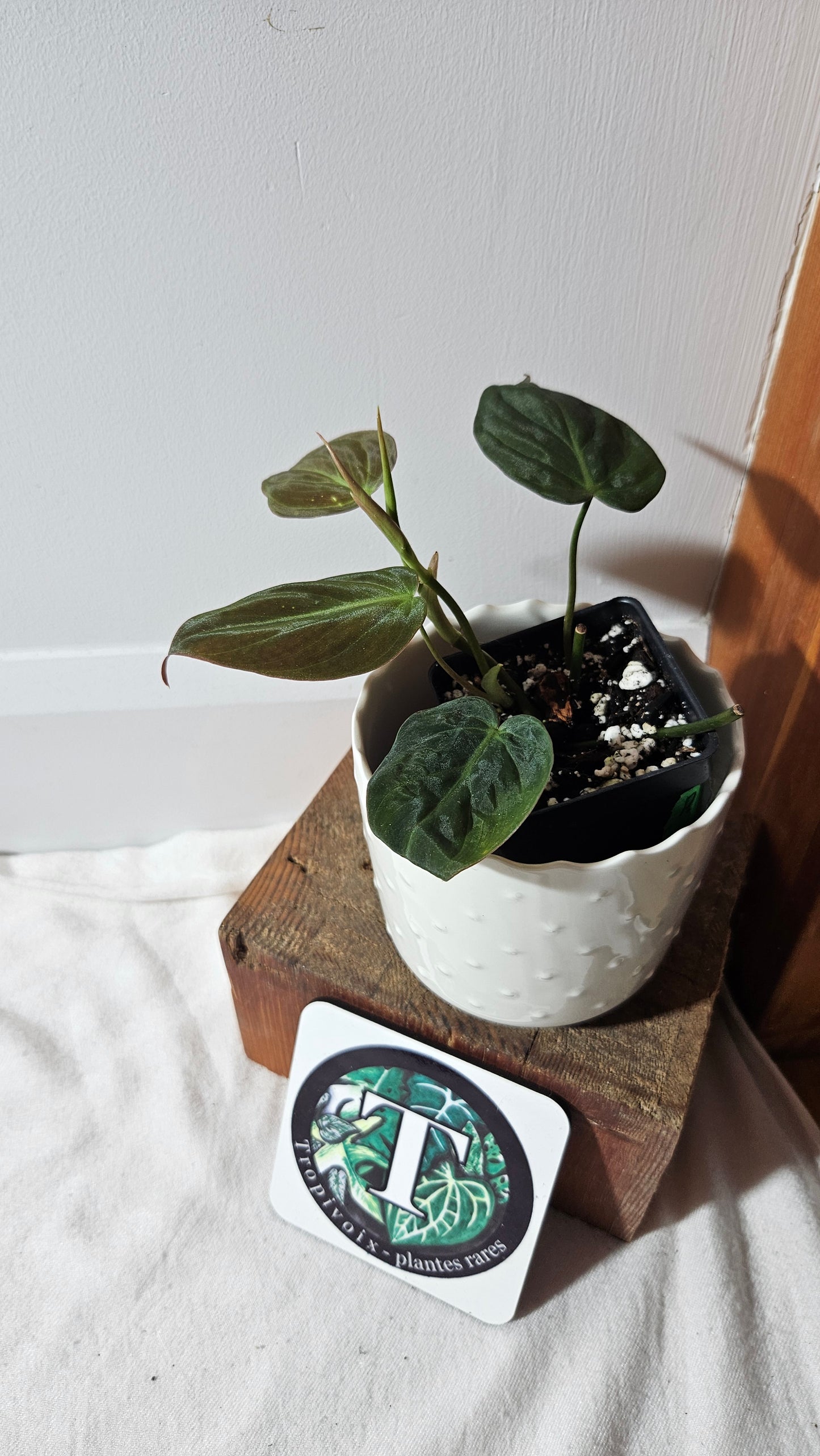 Philodendron Mican Var. REVERT (PHI-785)