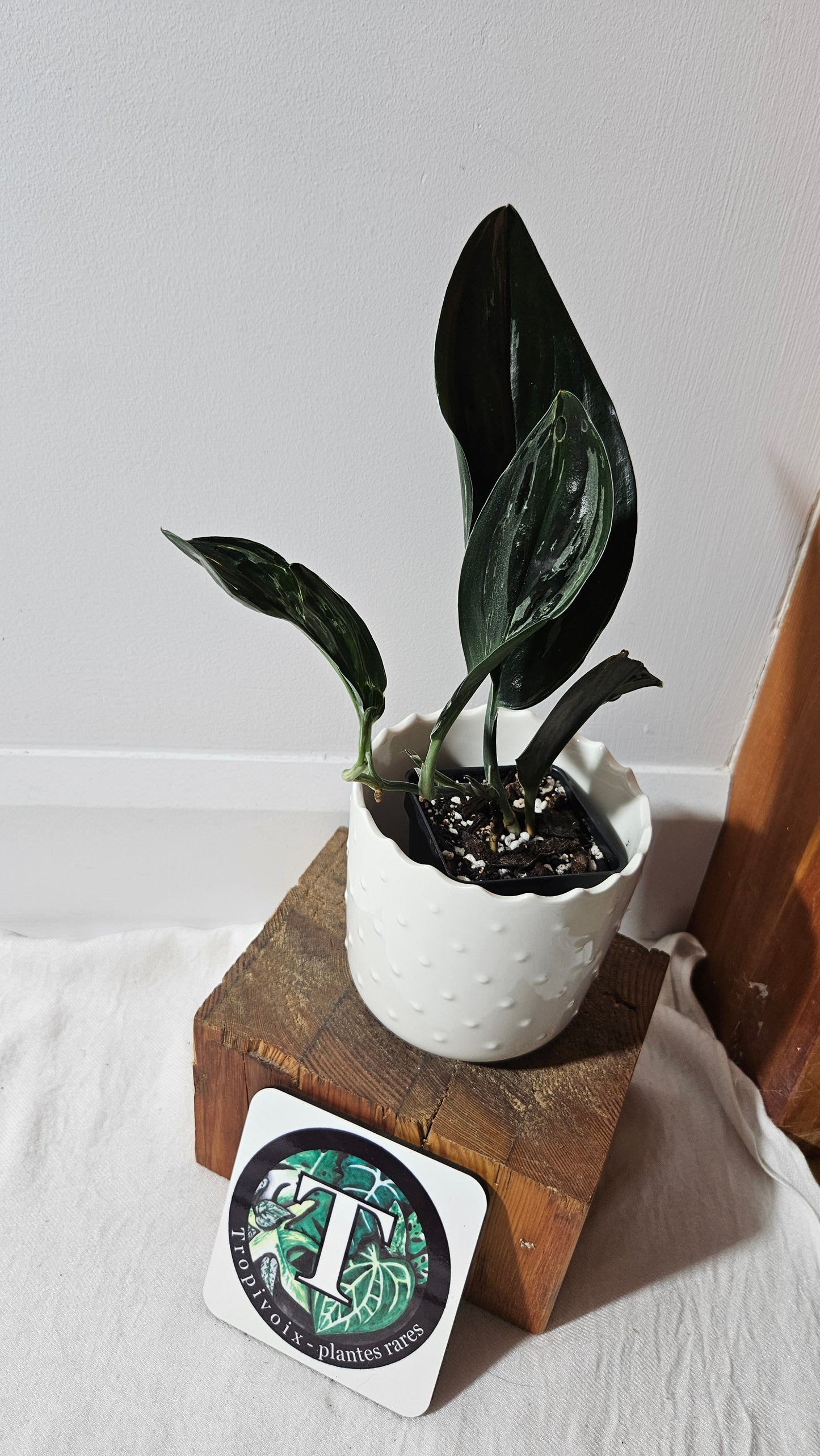 Scindapsus Treubii Dark Form silver (SCI-1014)