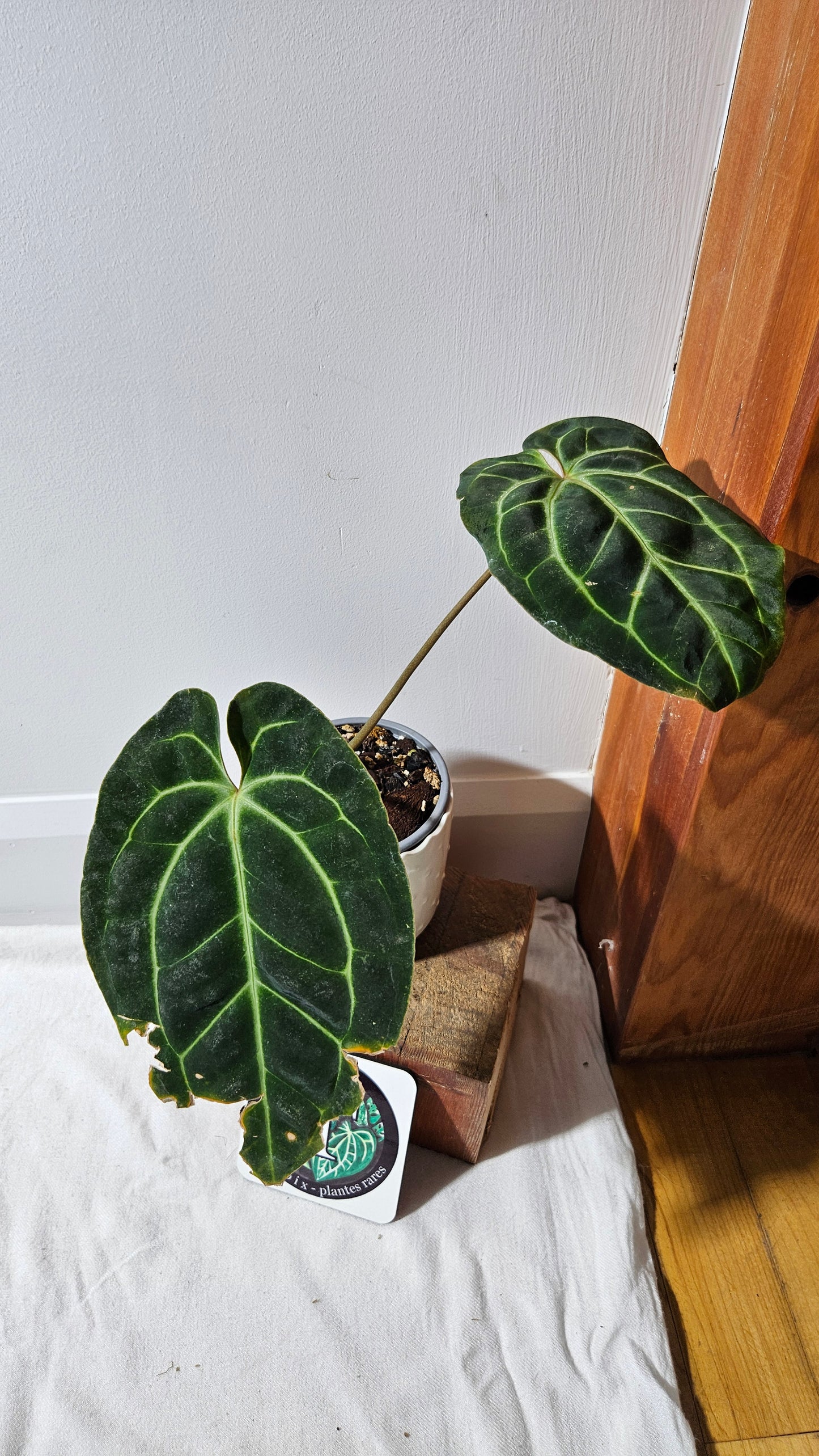 Anthurium Besseae Aff Super Round "MEDIUM Format" (ANT-207)