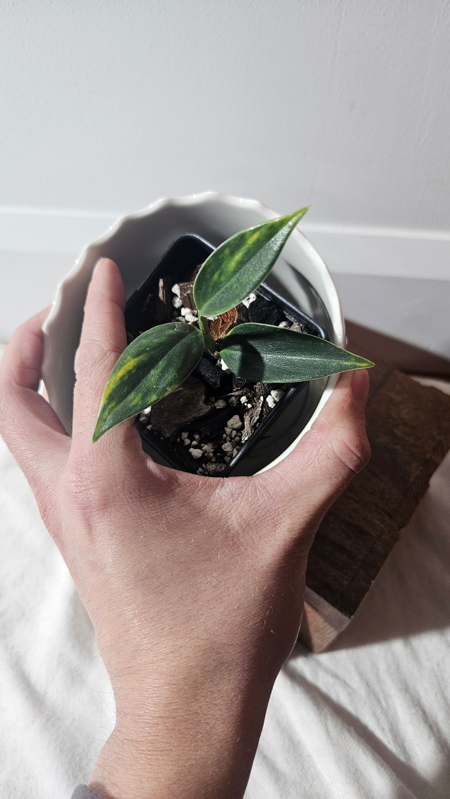 Scindapsus Coriaceus Aurea (SCI-940)